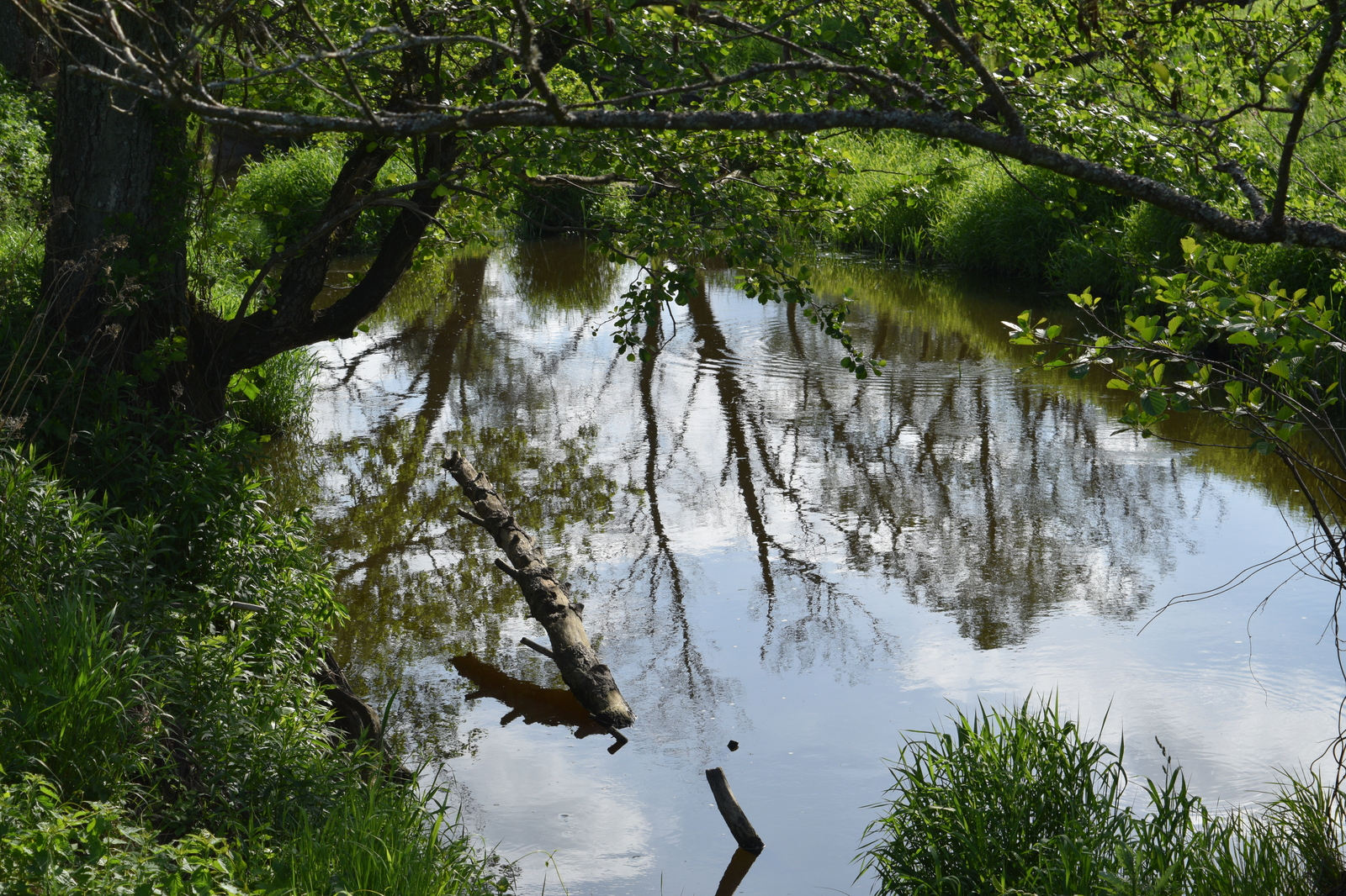 And why are there so many fish in this microriver? - My, Fishing, Chub, River, Kaliningrad, Video, The photo, Longpost