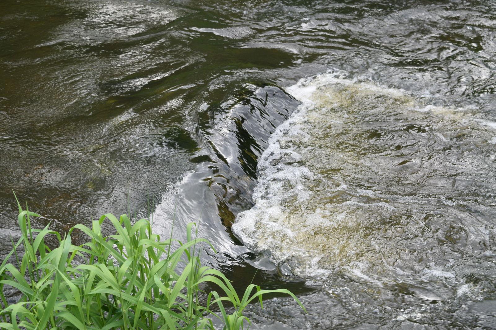 And why are there so many fish in this microriver? - My, Fishing, Chub, River, Kaliningrad, Video, The photo, Longpost