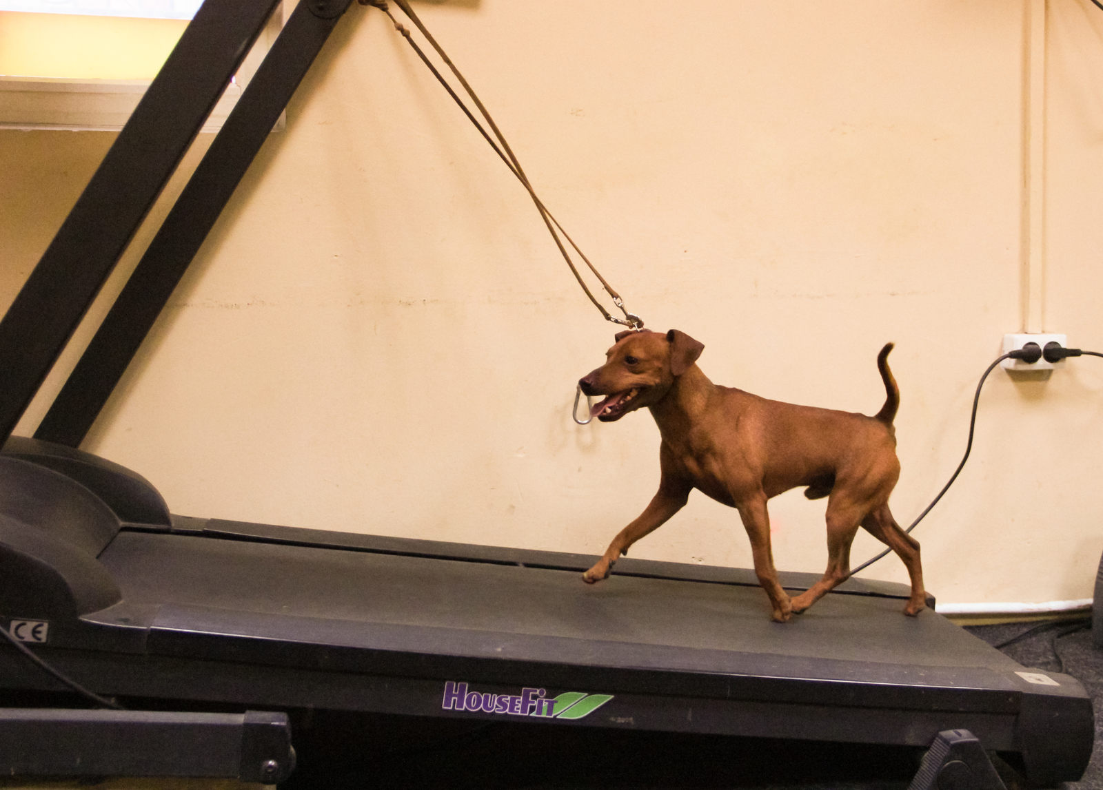 Dog and trainers - My, Miniature pinscher, Sport, Dog, Longpost