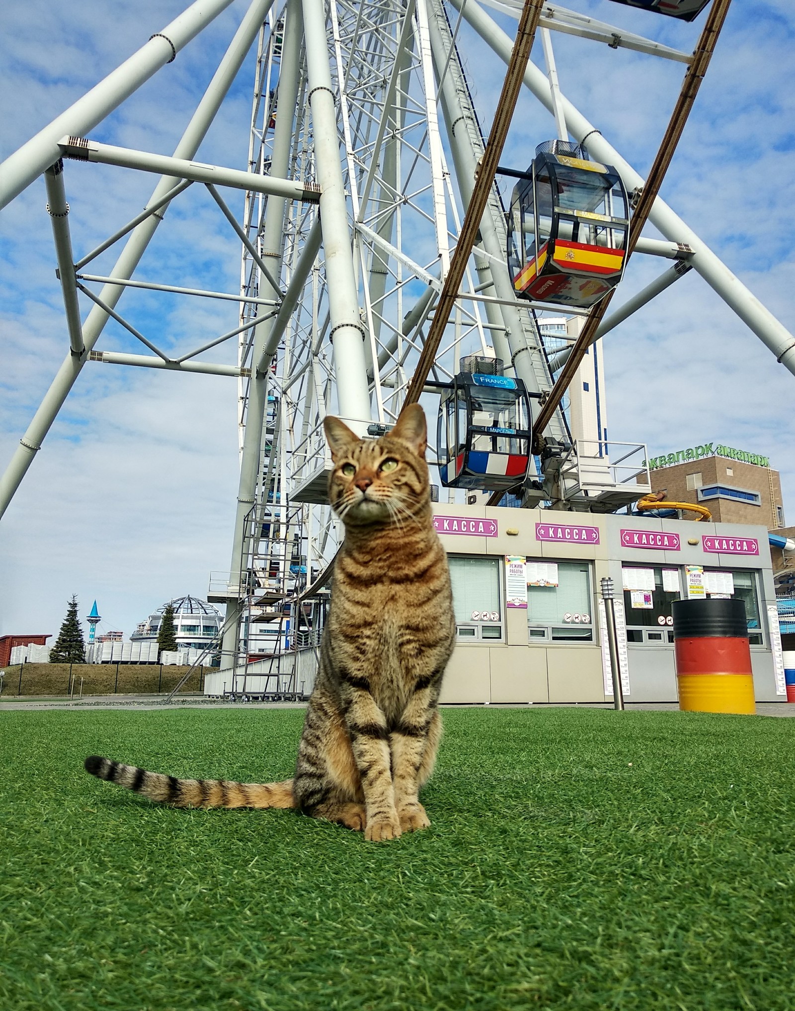 A street cat named...? - My, cat, Striped, Ferris wheel, Longpost