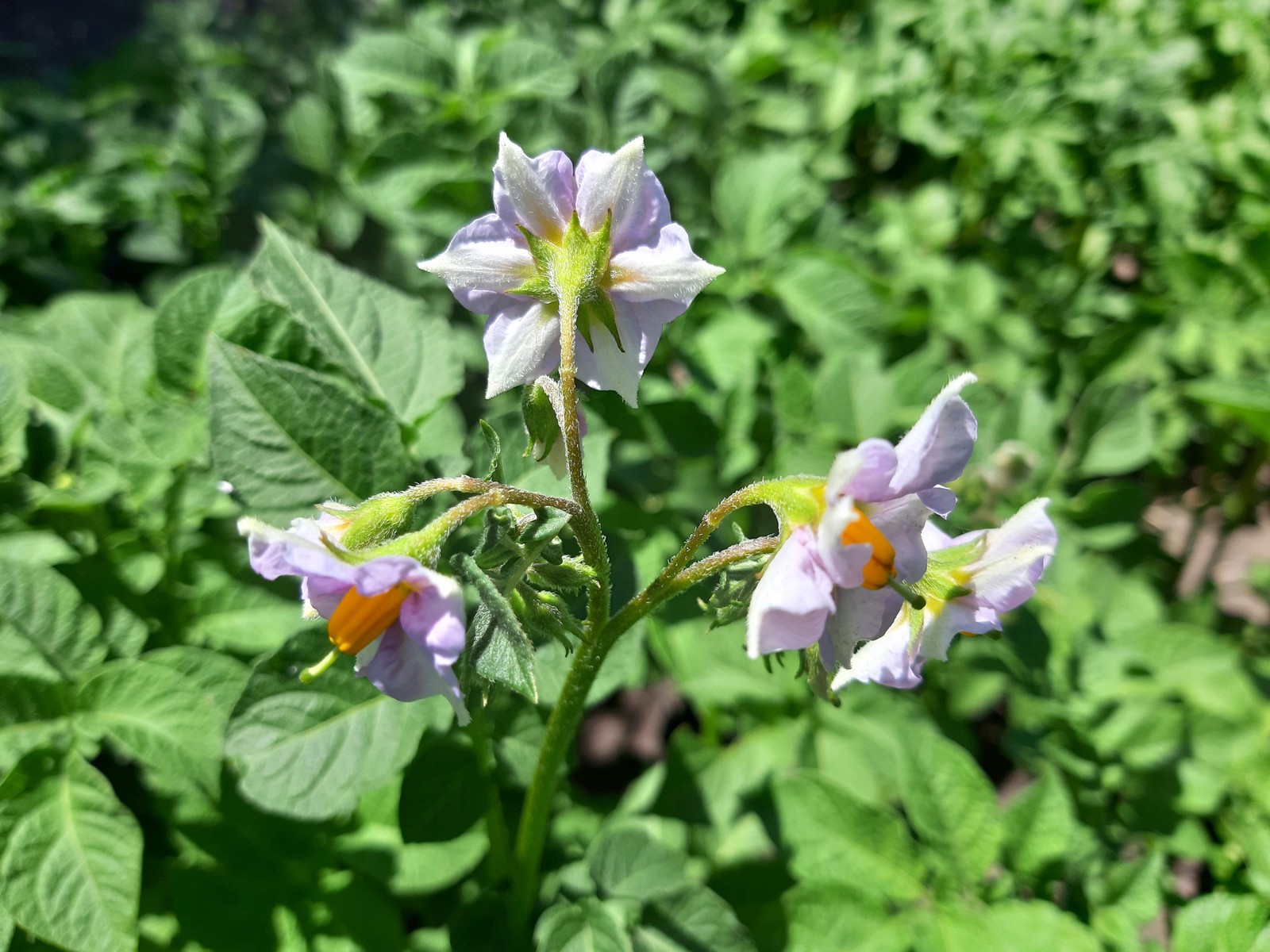 royal decoration - My, Potato, Bloom, The photo, Longpost