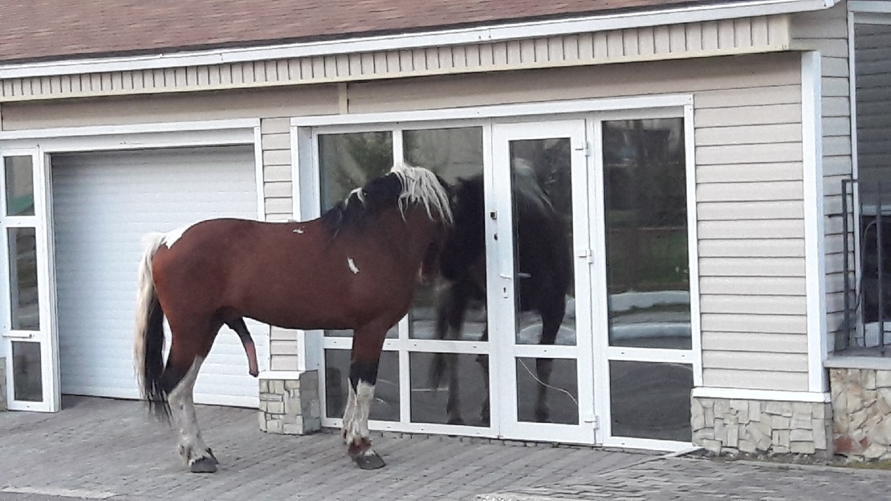 Oh, what a beauty, we don’t have such in the stable ... - My, Horses, Funny, Love, Siberia, Kemerovo, Longpost