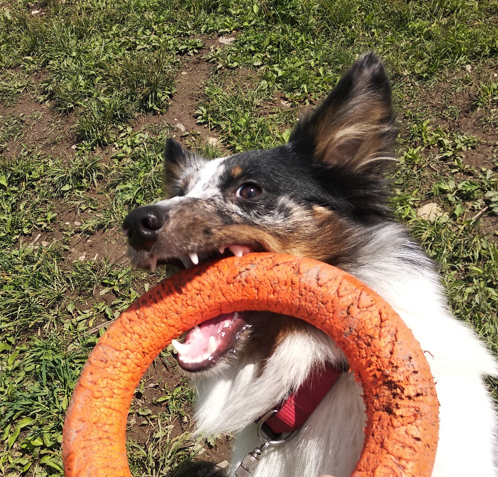 Almost summer. - My, Dog, Walk, Forest, Woolen, Border Collie, Nearly, Summer, Longpost