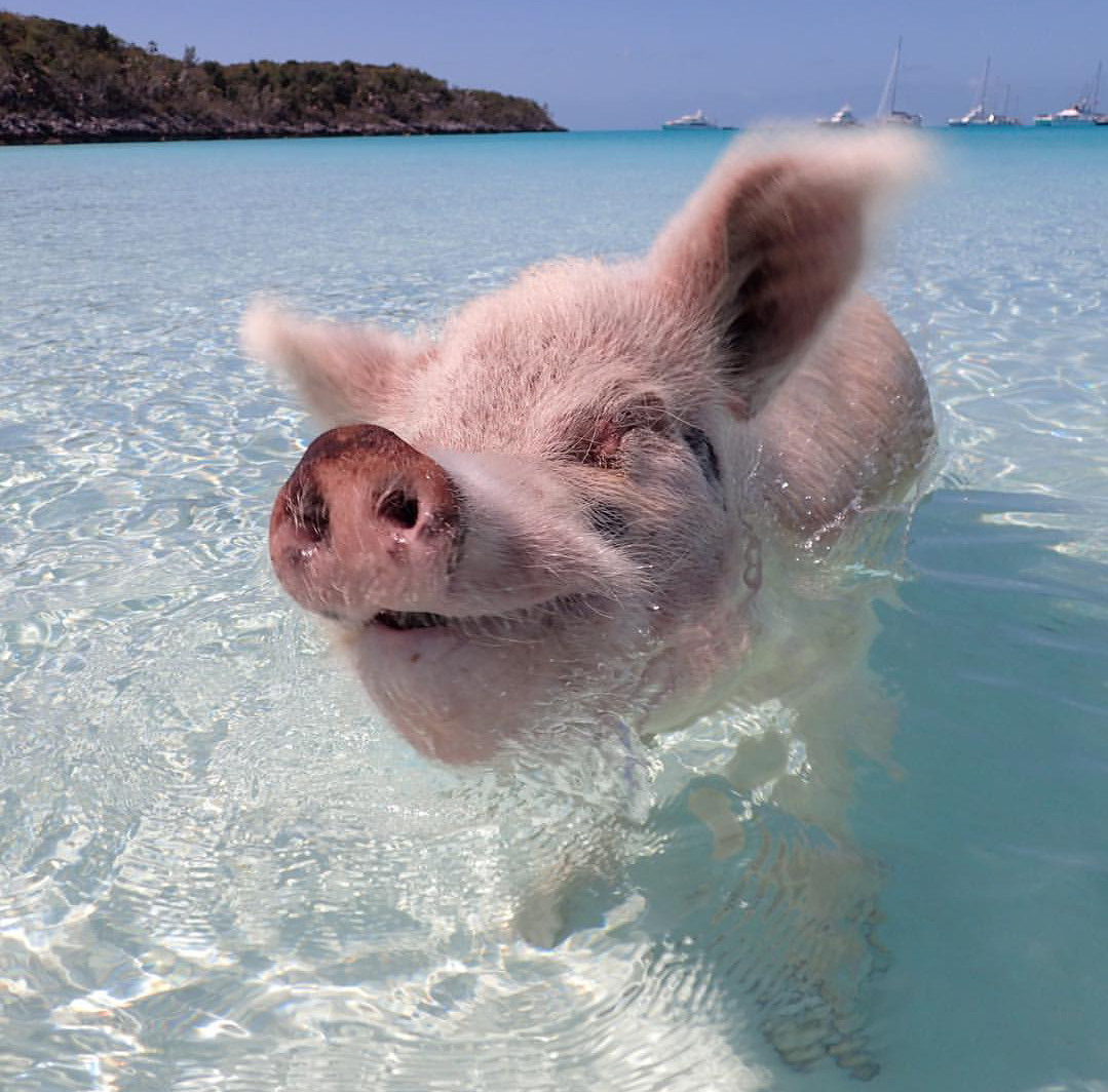 Little Piglet's Adventures - Piglet Peter, Relaxation, Sea, Vacation, Longpost, Humor, , Milota