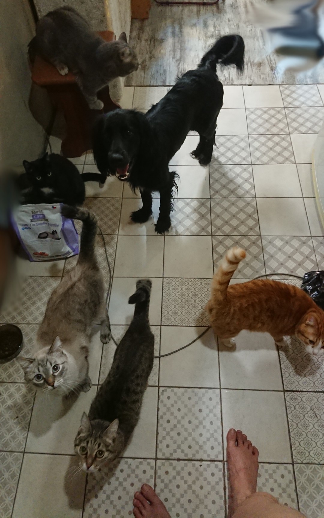 Just start cooking... - My, cat, Dog, , Lynx, Philemon