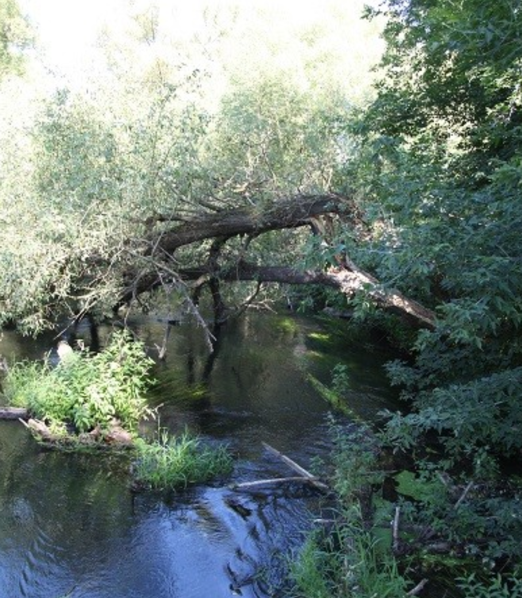 nettle and nettle - My, , Travel across Russia, Nettle, River, The festival, Walk, Beautiful, Longpost