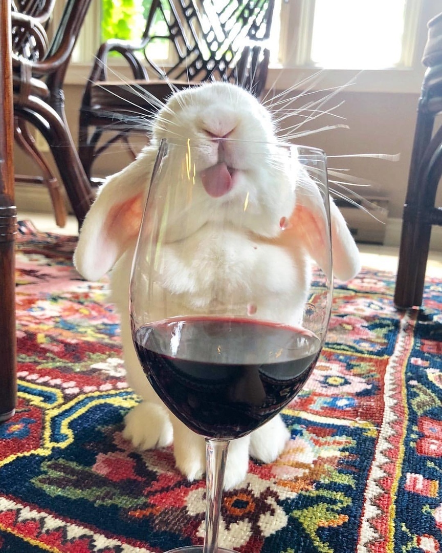 Drinking rabbit grief in the family - Rabbit, Wine, Longpost