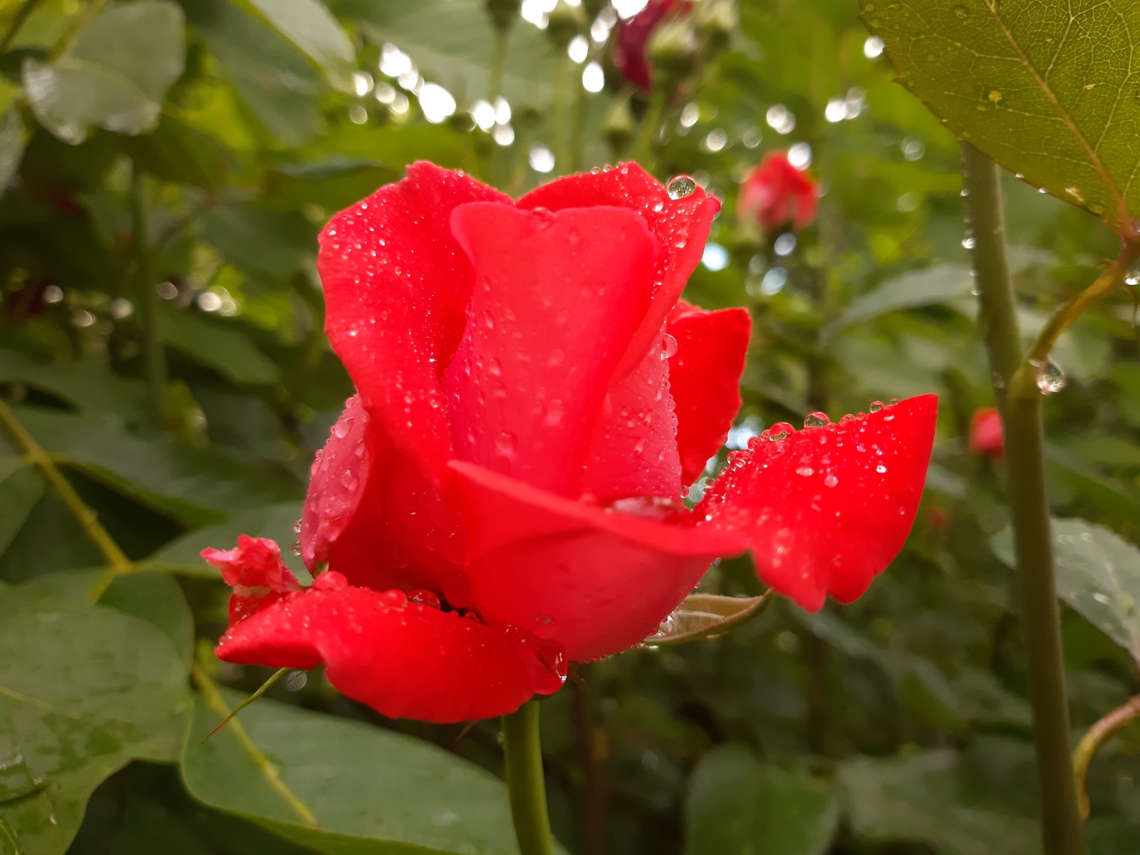 Roses after the rain - My, the Rose, Drops, The photo, Longpost