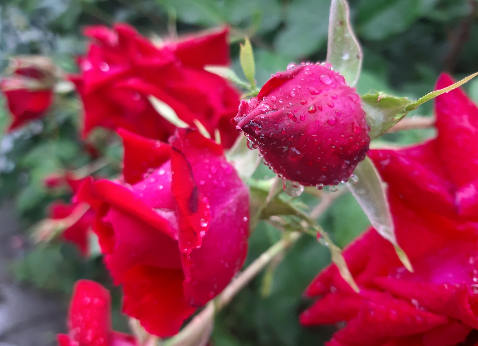 Roses after the rain - My, the Rose, Drops, The photo, Longpost