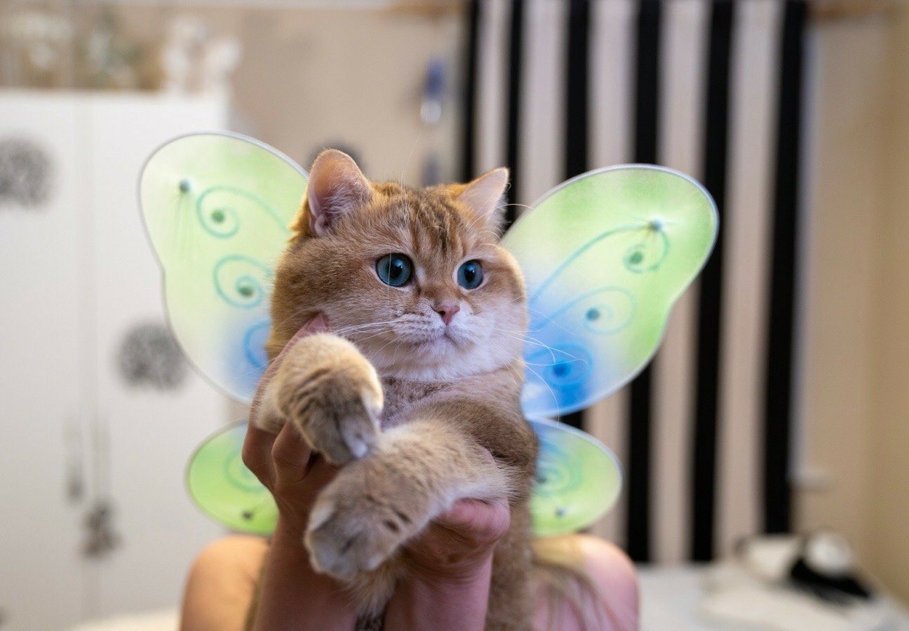 Котофея | Пикабу
