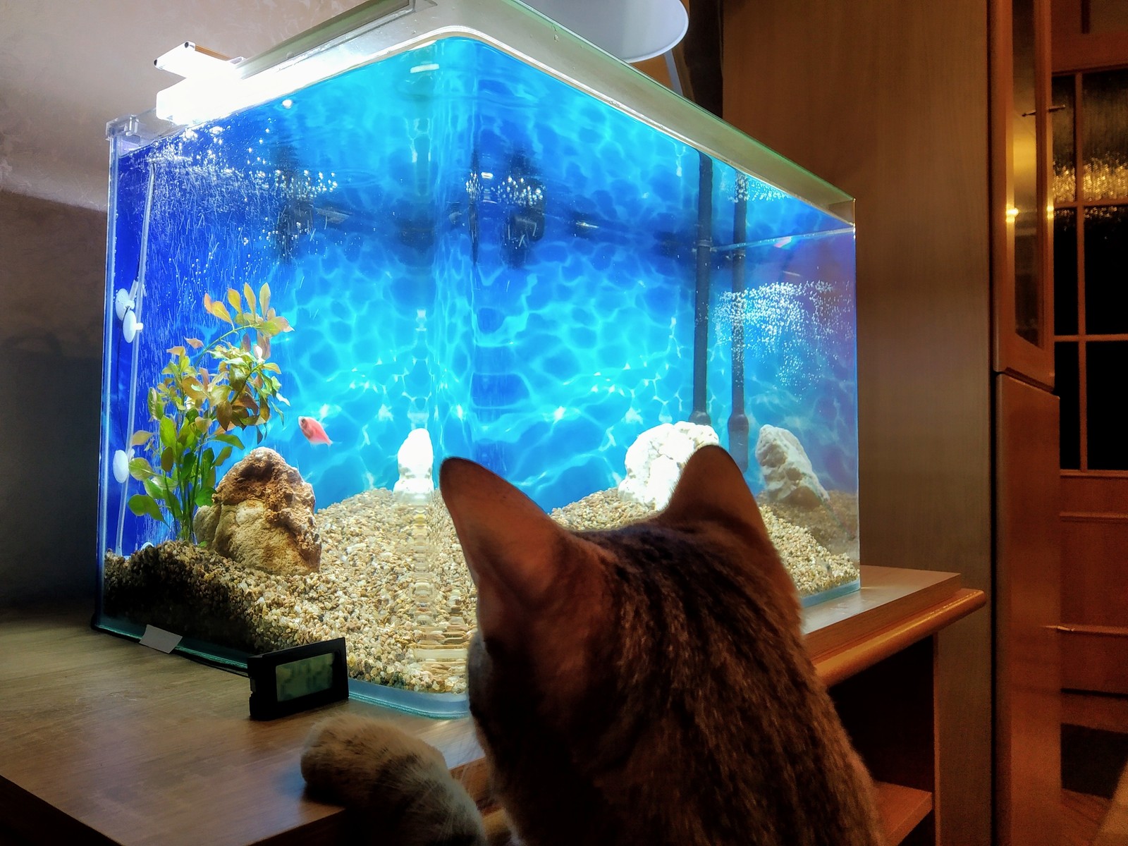 TV for cat - My, cat, Aquarium