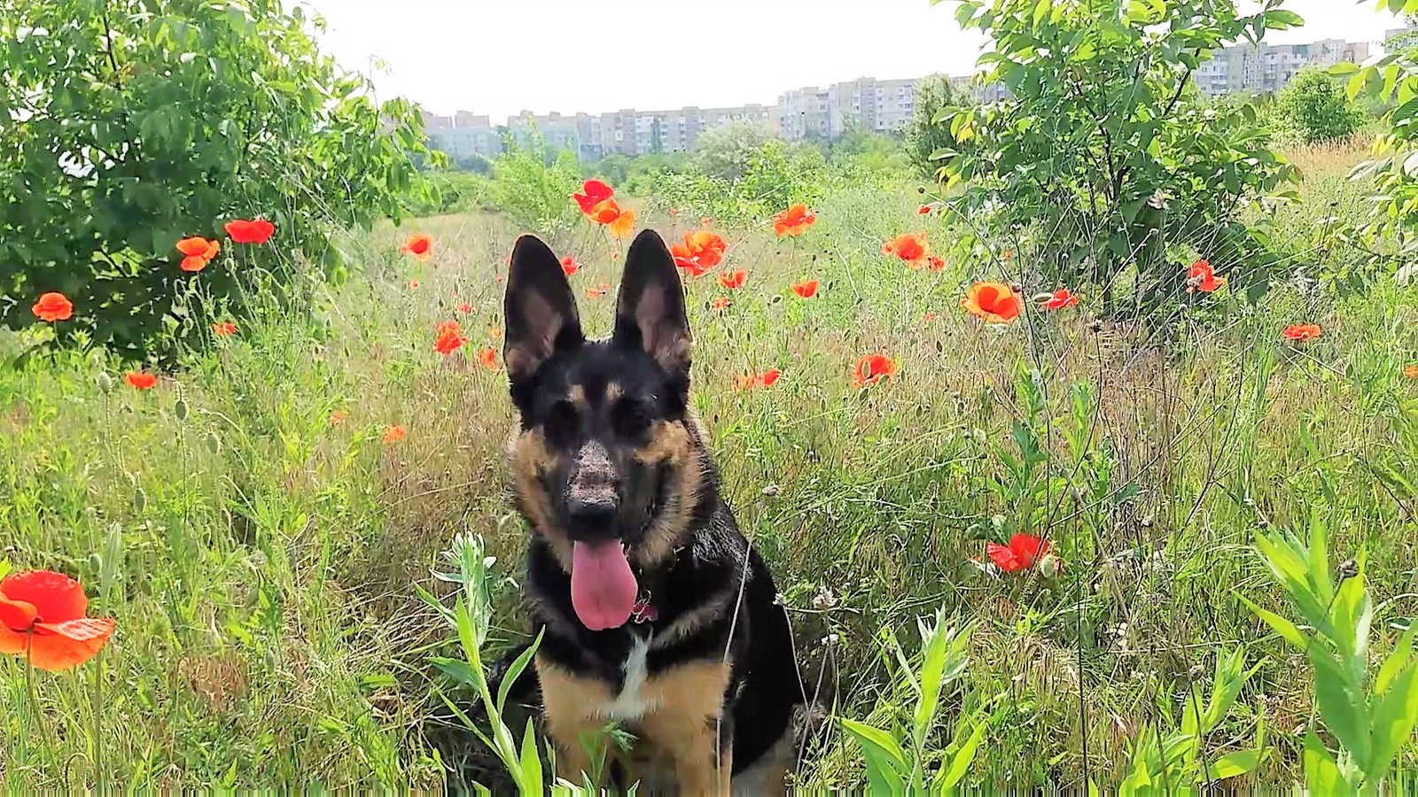 An abandoned field behind our houses. poppies bloom - My, Dog, Field, Flowers, The photo, Sheepdog