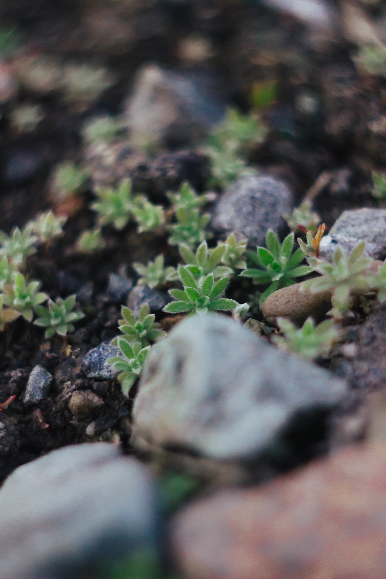 The Magic of Optics - My, Soviet optics, Helios44-2, The world under your feet, Macro, Macro rings, Canon 600D, Comparison, Longpost, Helios44-2, Macro photography