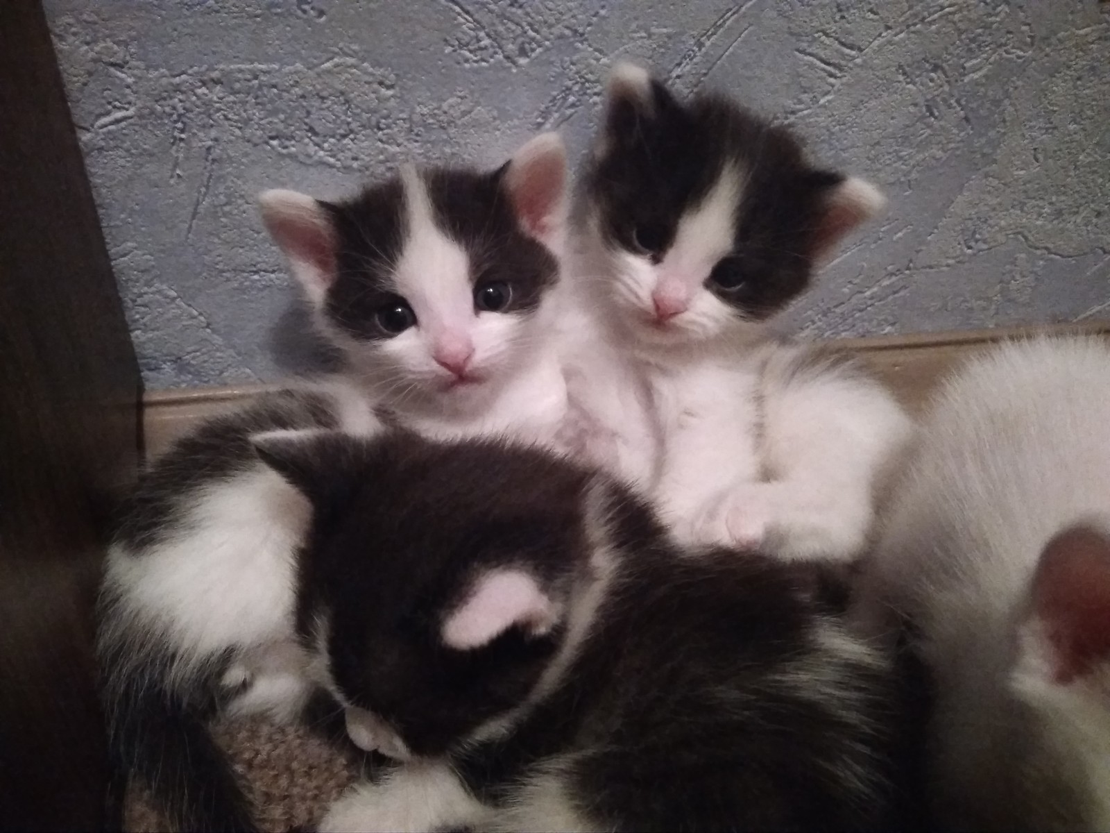 Give away kittens, Orenburg - My, Kittens, Orenburg, In good hands, Longpost, cat, No rating