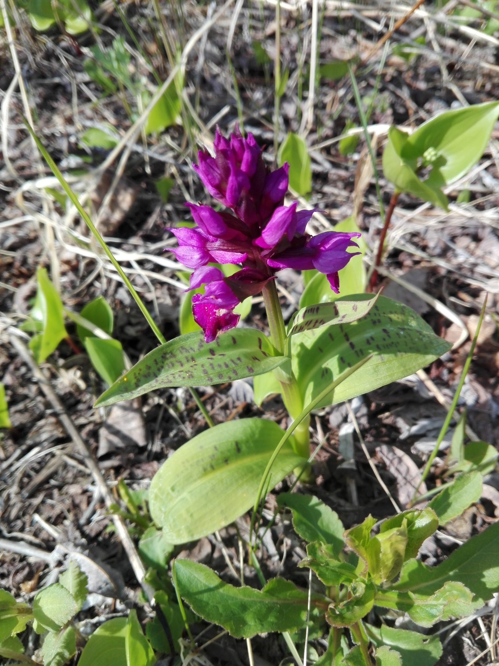 Flowers of Kamchatka. - My, Flowers, Kamchatka, wildlife, Vilyuchinsk, Longpost