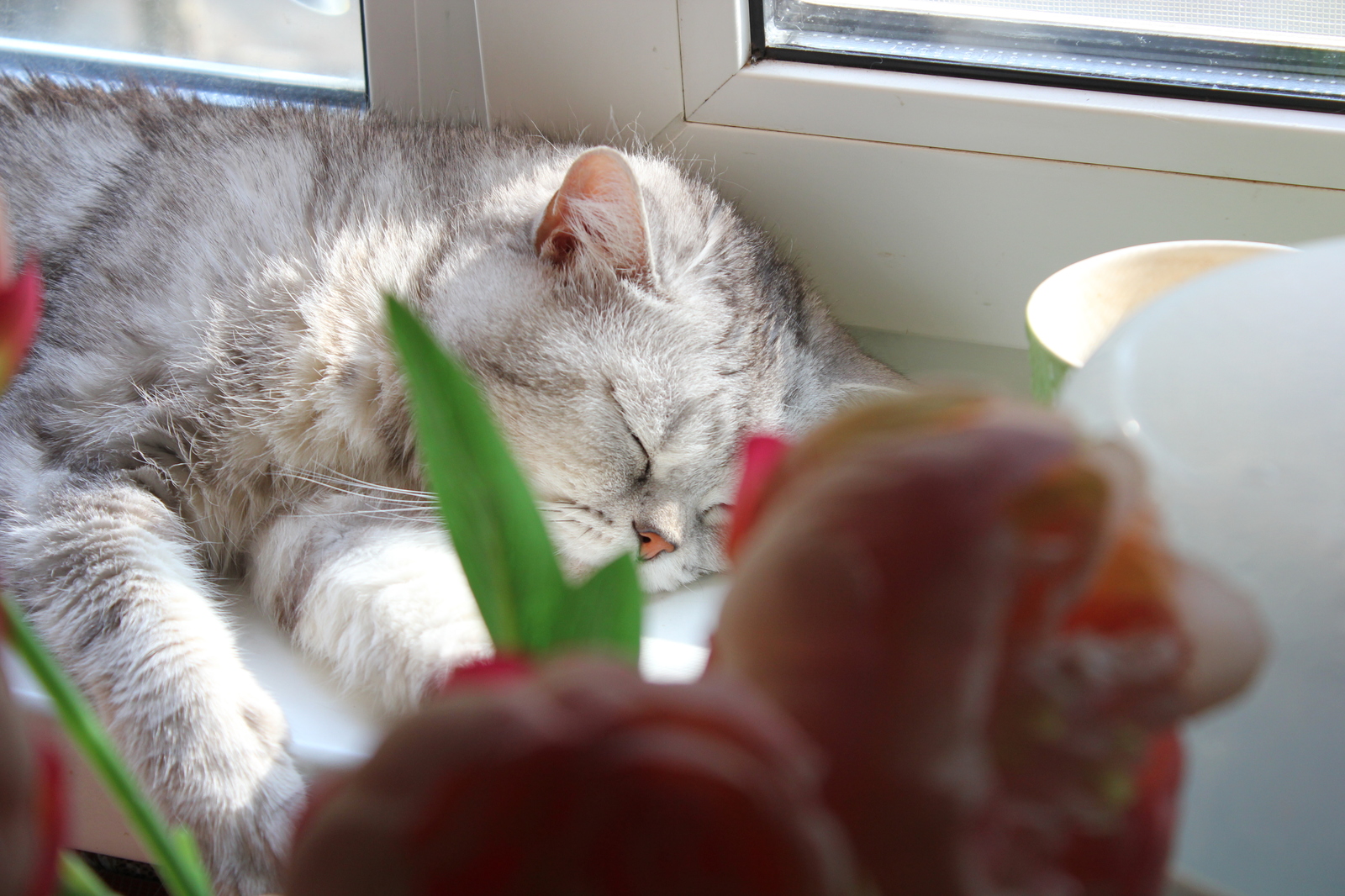 Perishable summer dream - My, cat, Summer, Heat