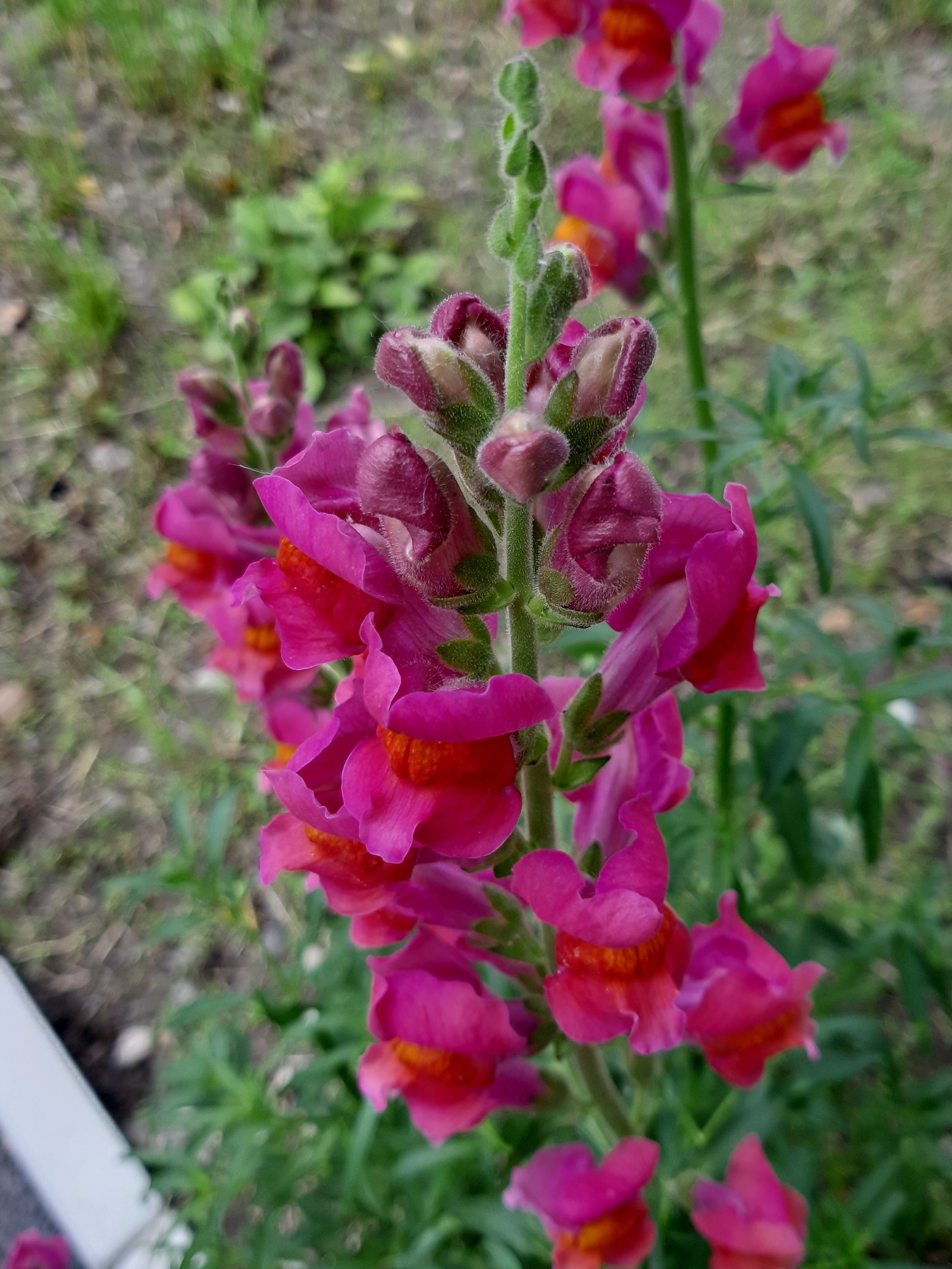 Snapdragon - My, Snapdragon, Flowers, Summer, Longpost