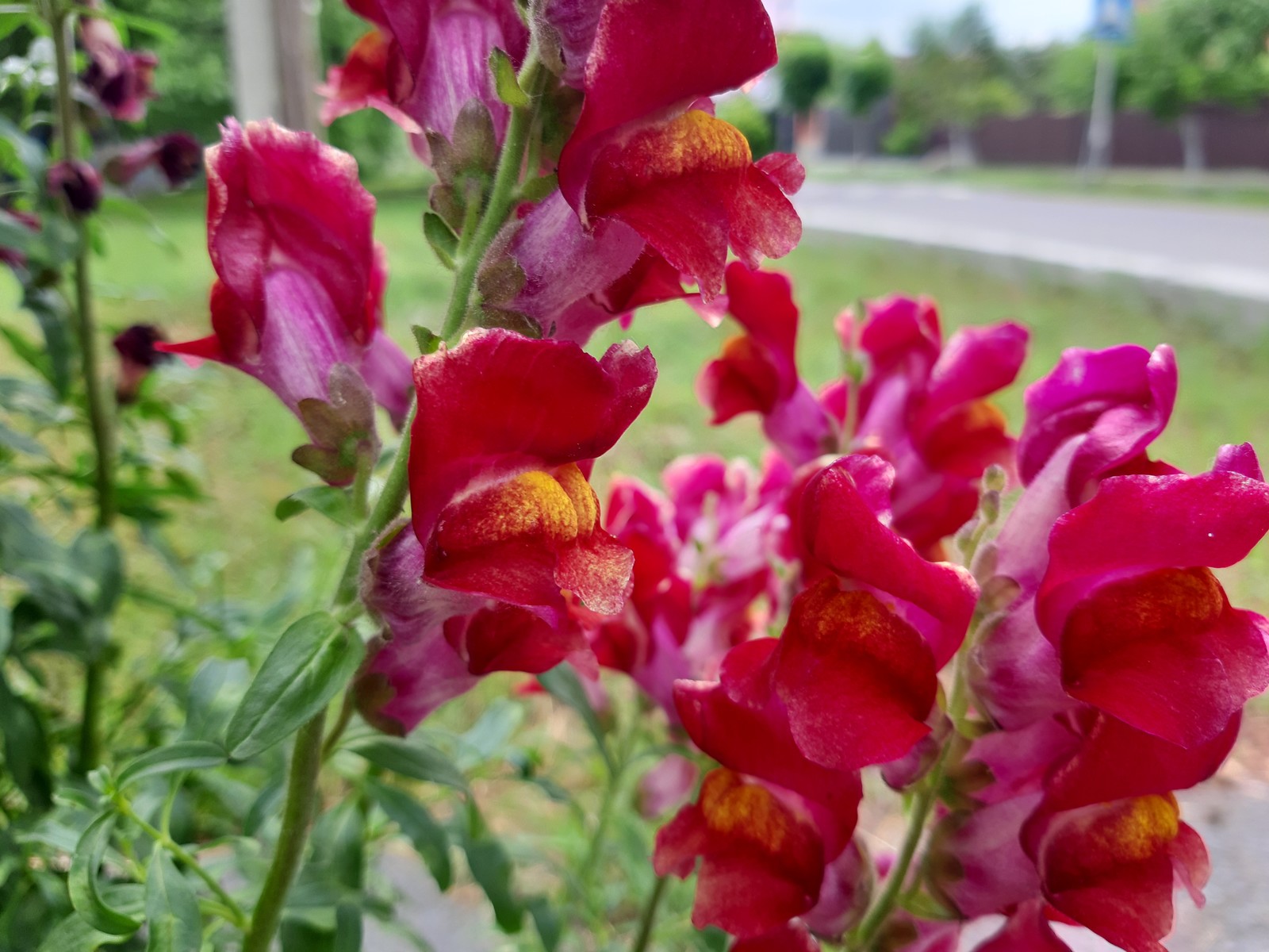 Snapdragon - My, Snapdragon, Flowers, Summer, Longpost