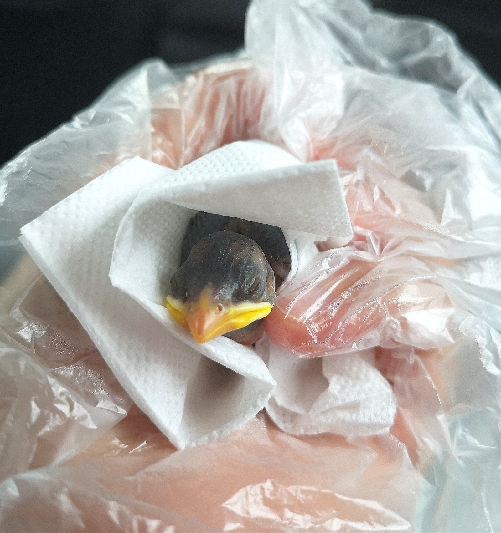 About sparrow - My, Animal Rescue, Ornithology, Chick, Thank you, Longpost