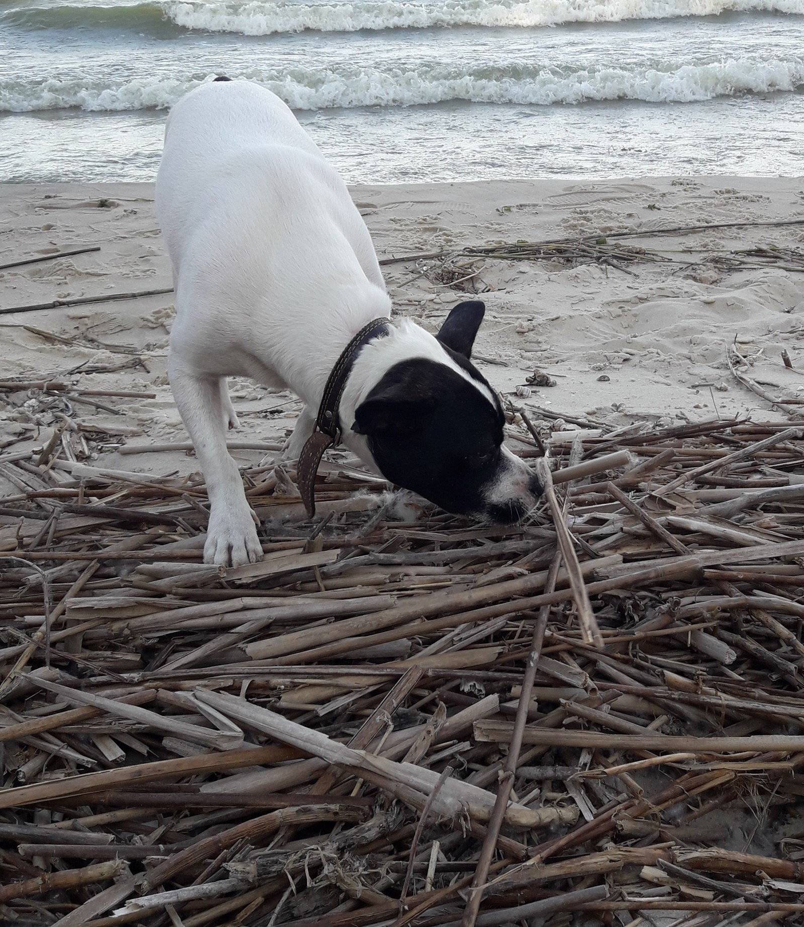 Tori and the sea - My, Dog, Tsimlyansk Sea, Longpost