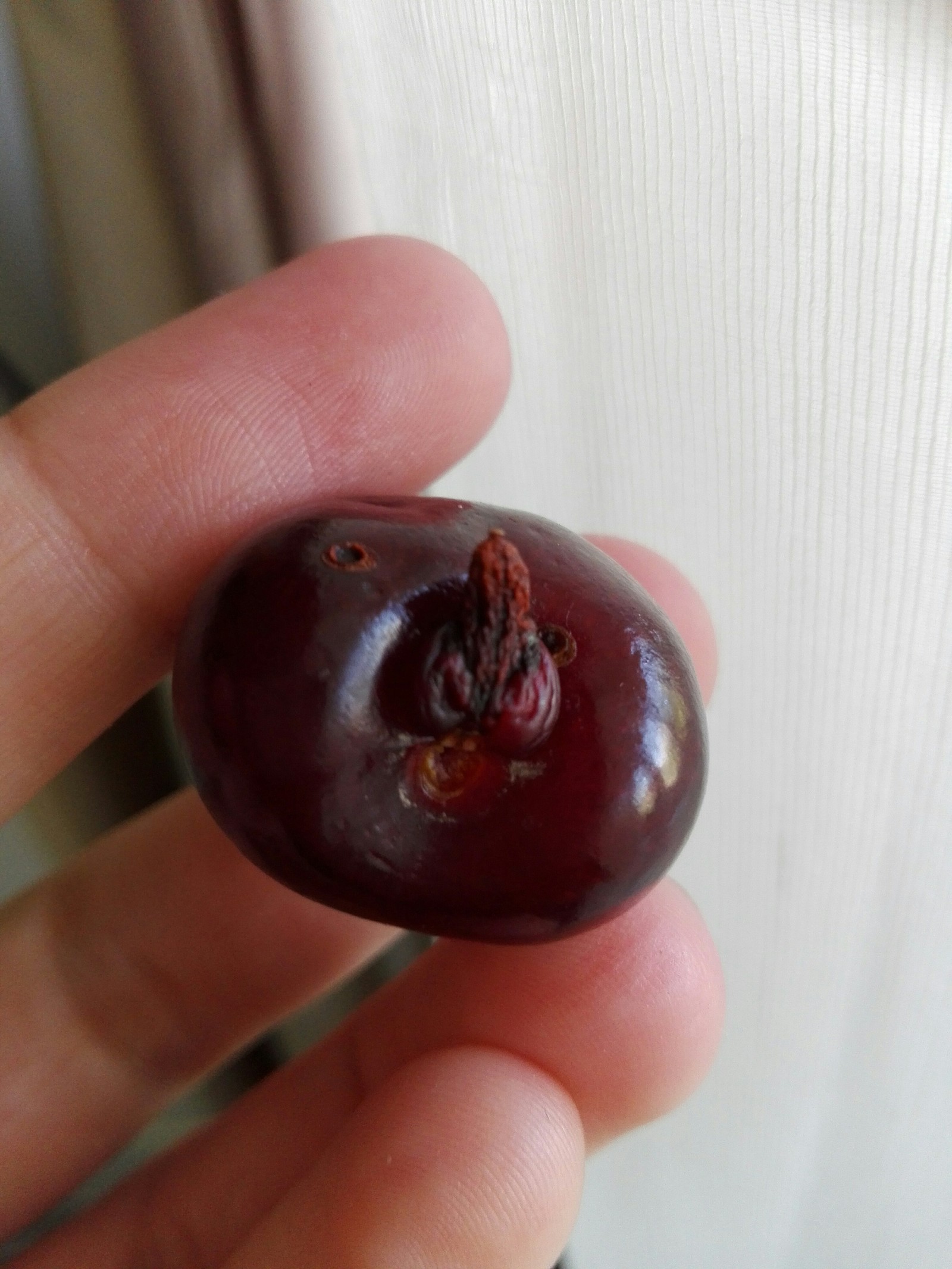 Cherry pikabushnik - My, Cherries, It seemed, Penis, Longpost