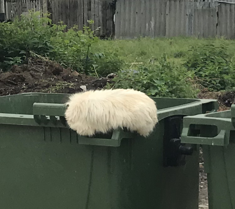 The second cap of a coward from the Prisoner of the Caucasus - My, Cap, Caucasian captive, Mat, Trash heap, It seemed, Longpost