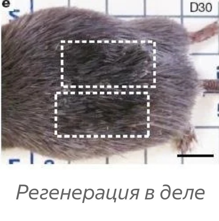 Spiny Mouse: Strange Beast - Needle mouse, In the animal world, Informative, Longpost