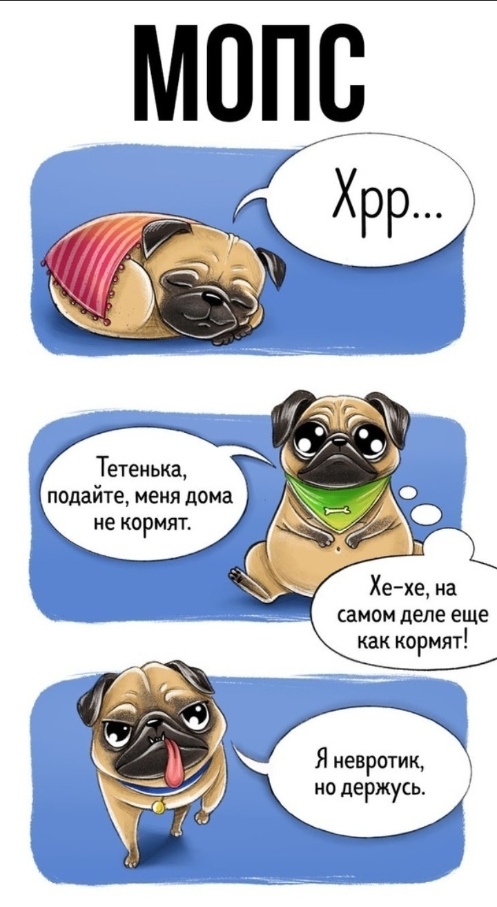 pugsophilia - My, Pug, Pets, Pet, Longpost, Pet