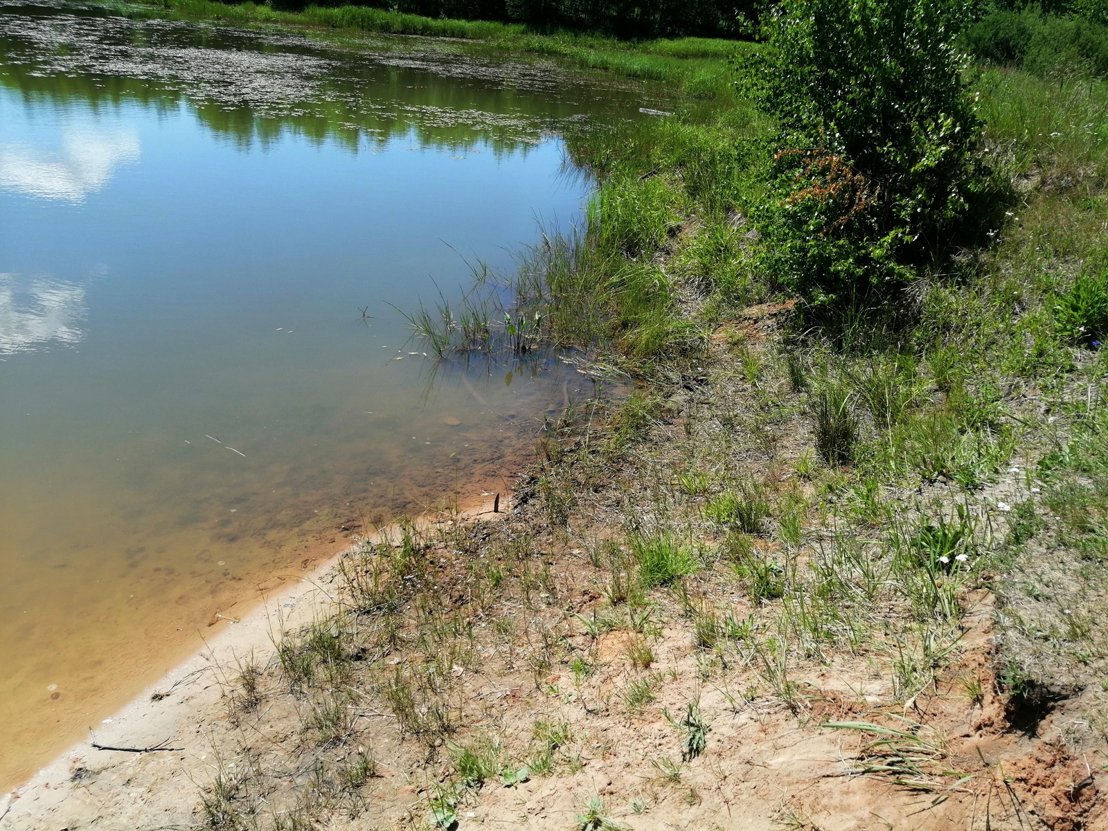 Pond cleaning - My, South, Southerners, Chistoman, Pond, Longpost