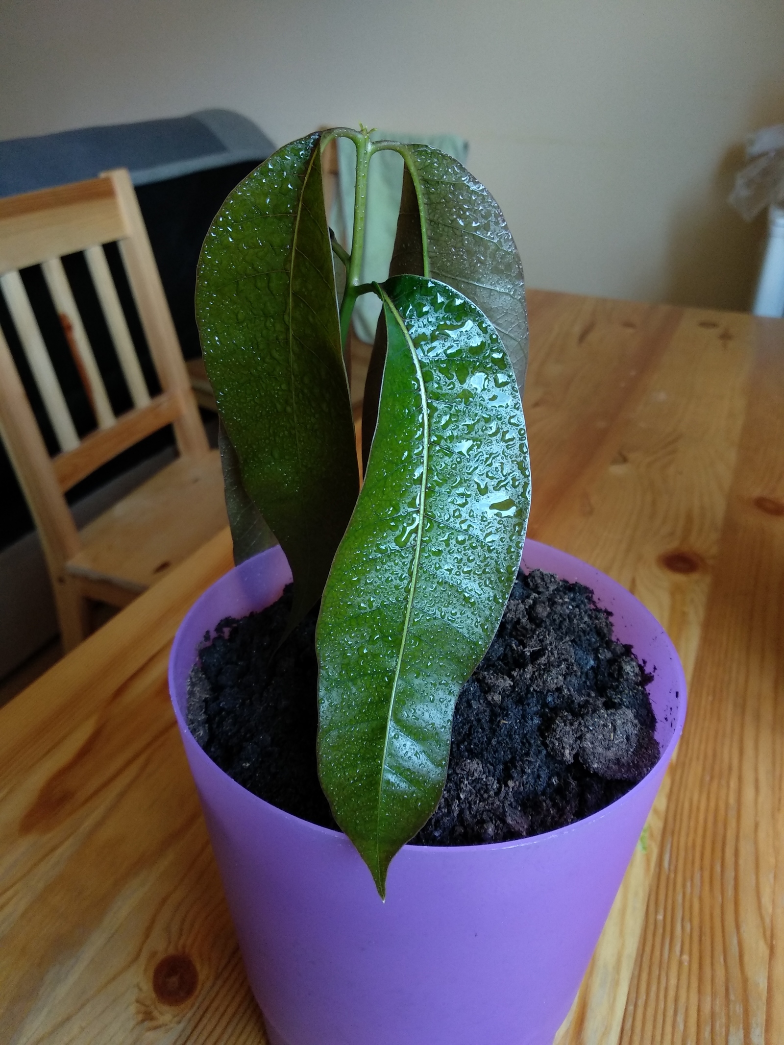 Photo difference - week - My, Mango, Growing, Longpost