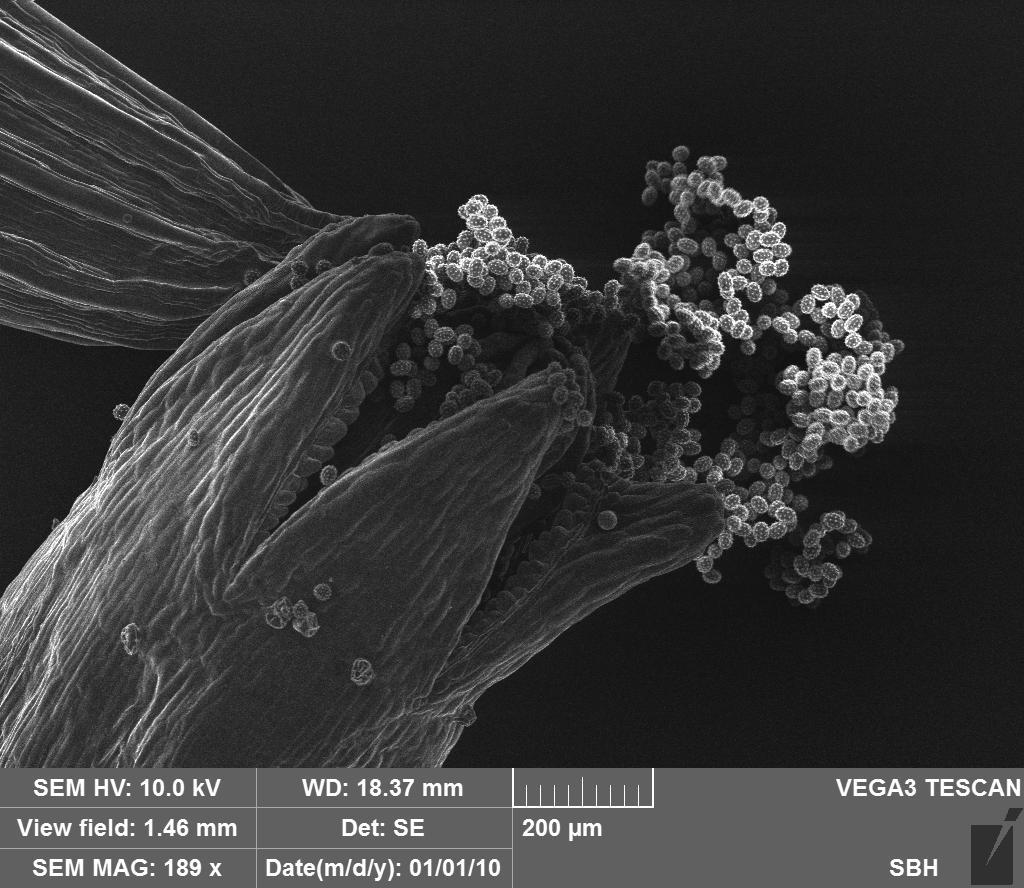 chamomile - My, Microscope, Insects, Botany, Pollen, Biology, Longpost