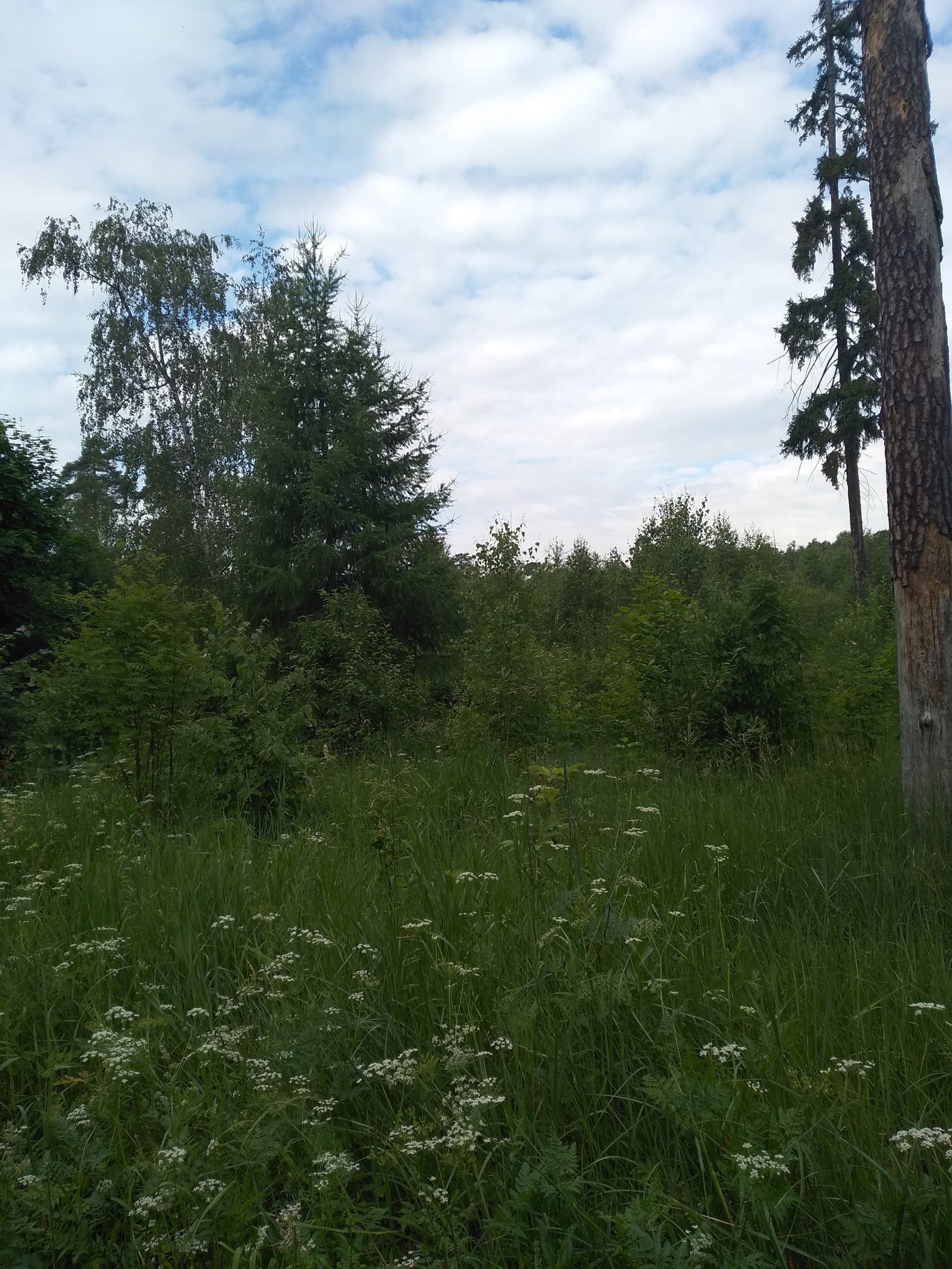 Morning walk - My, Forest, Walk in the woods, Nature, Health, Lake, Weekend, Longpost