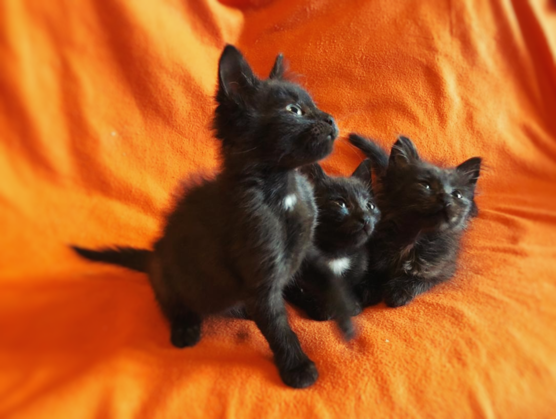 Bagel, Gingerbread and Marshmallow are looking for a home (Giving kittens) - My, Kittens, I will give, Is free, Longpost, In good hands, Moscow, cat, No rating