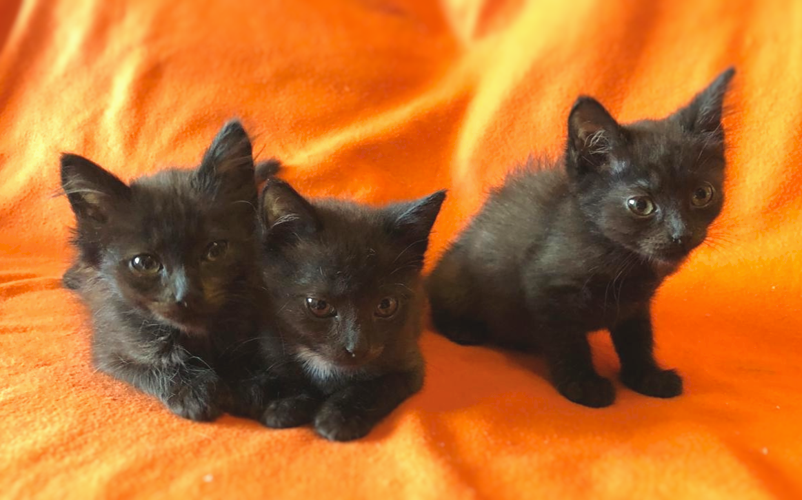 Bagel, Gingerbread and Marshmallow are looking for a home (Giving kittens) - My, Kittens, I will give, Is free, Longpost, In good hands, Moscow, cat, No rating