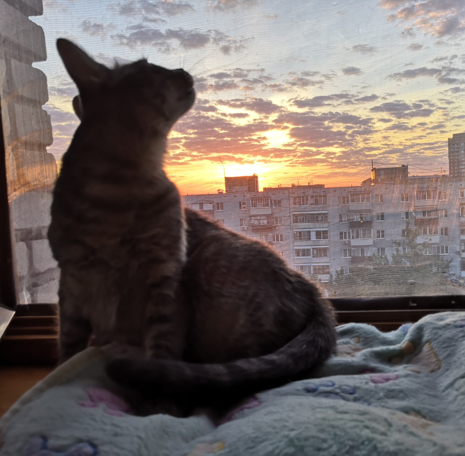 Which dawn - My, cat, dawn, Longpost