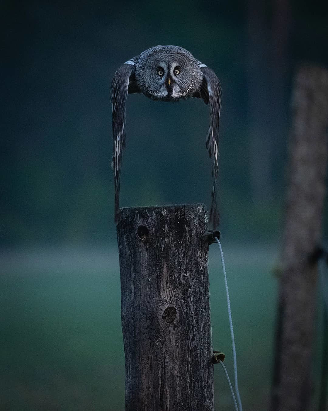 The photographer caught the moment - Owl, Reddit, The photo, Birds