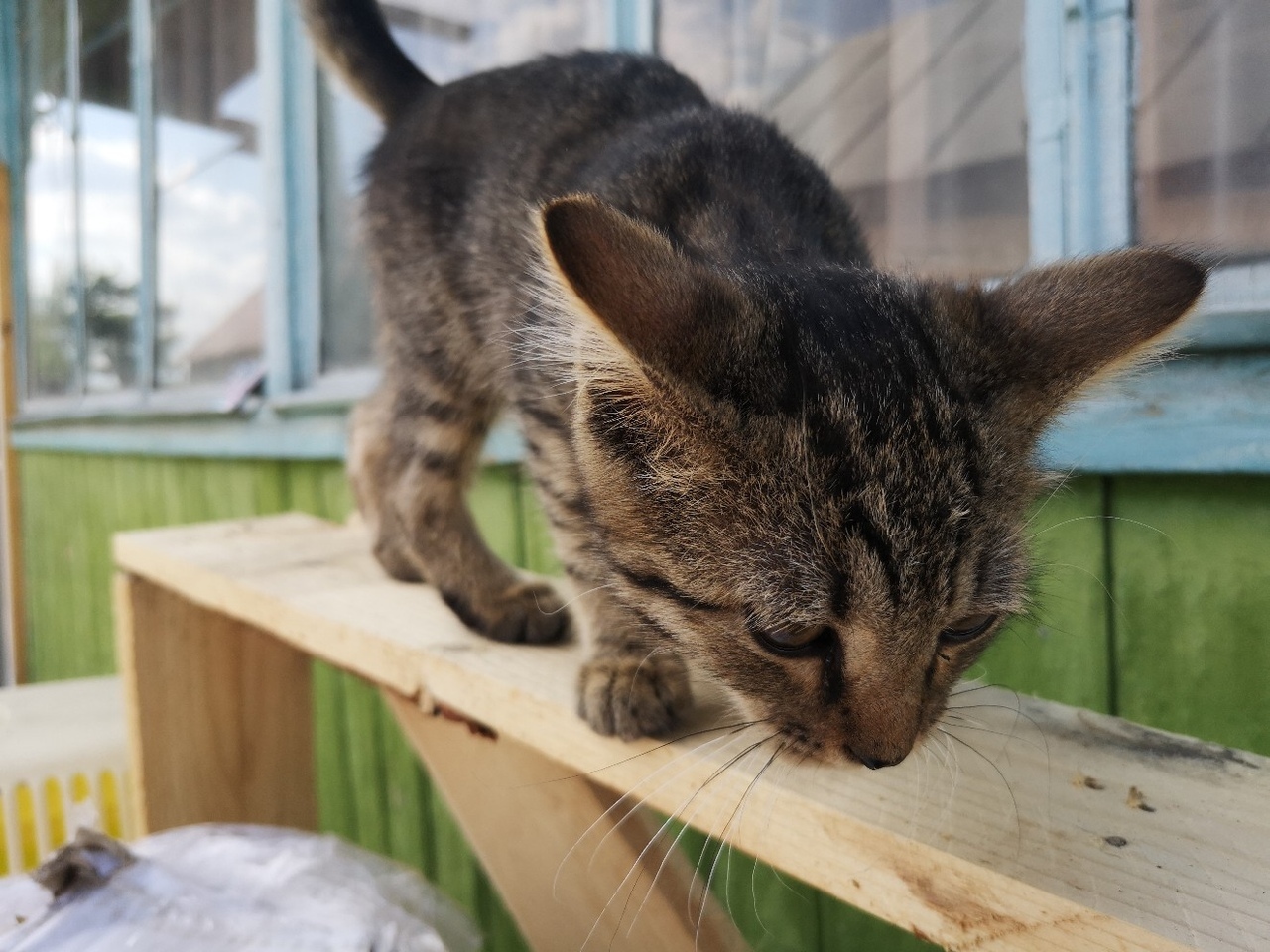 A new ward of the Kotoland shelter is looking for a home! - My, cat, Shelter, Good, Help, Lipetsk, Cotoland, In good hands, Longpost, No rating, Kindness, Shelter Cotoland