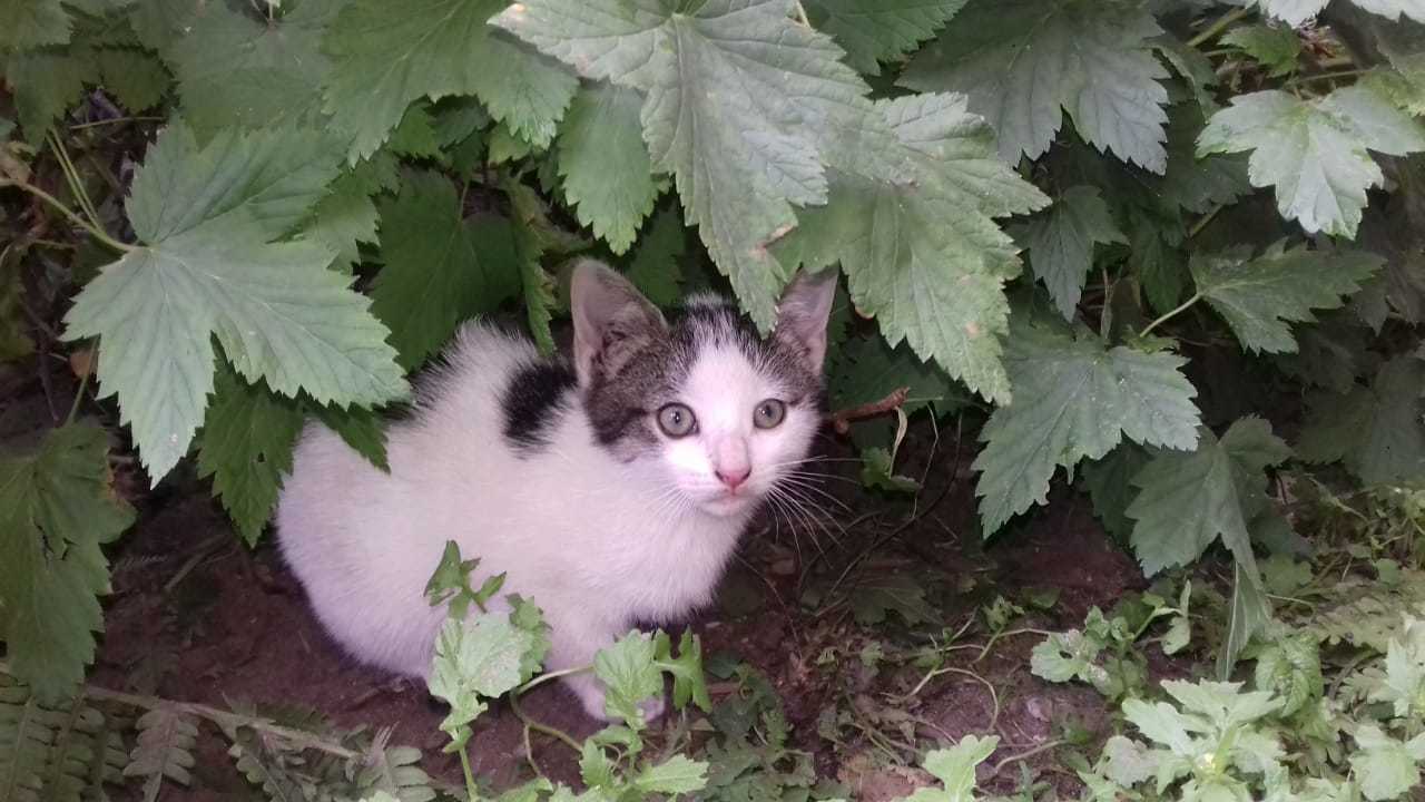 Kittens looking for a home - My, Help, Pets, Animal shelter, cat, Longpost, In good hands