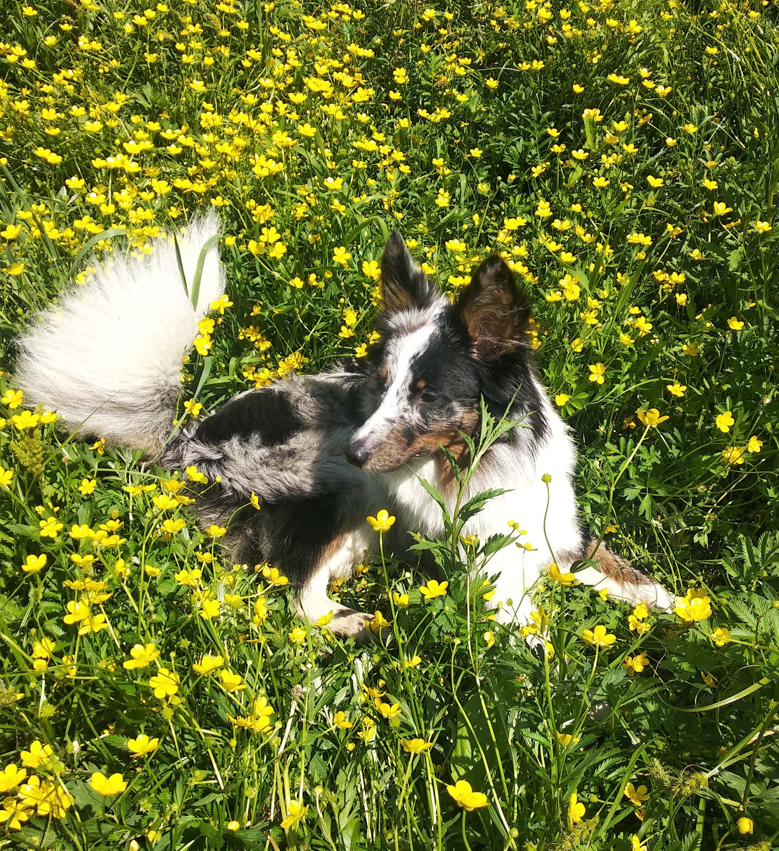 Recipe for happiness. - My, Dog, Walk, Nature, Flowers, Border Collie, Longpost