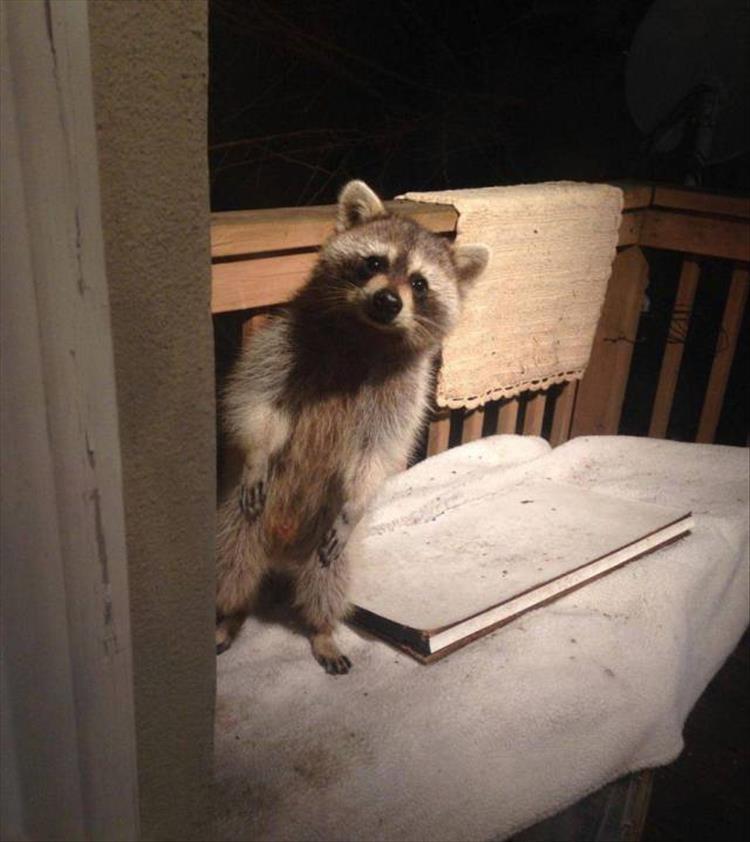 Hey - Raccoon, Hey, Peeps out