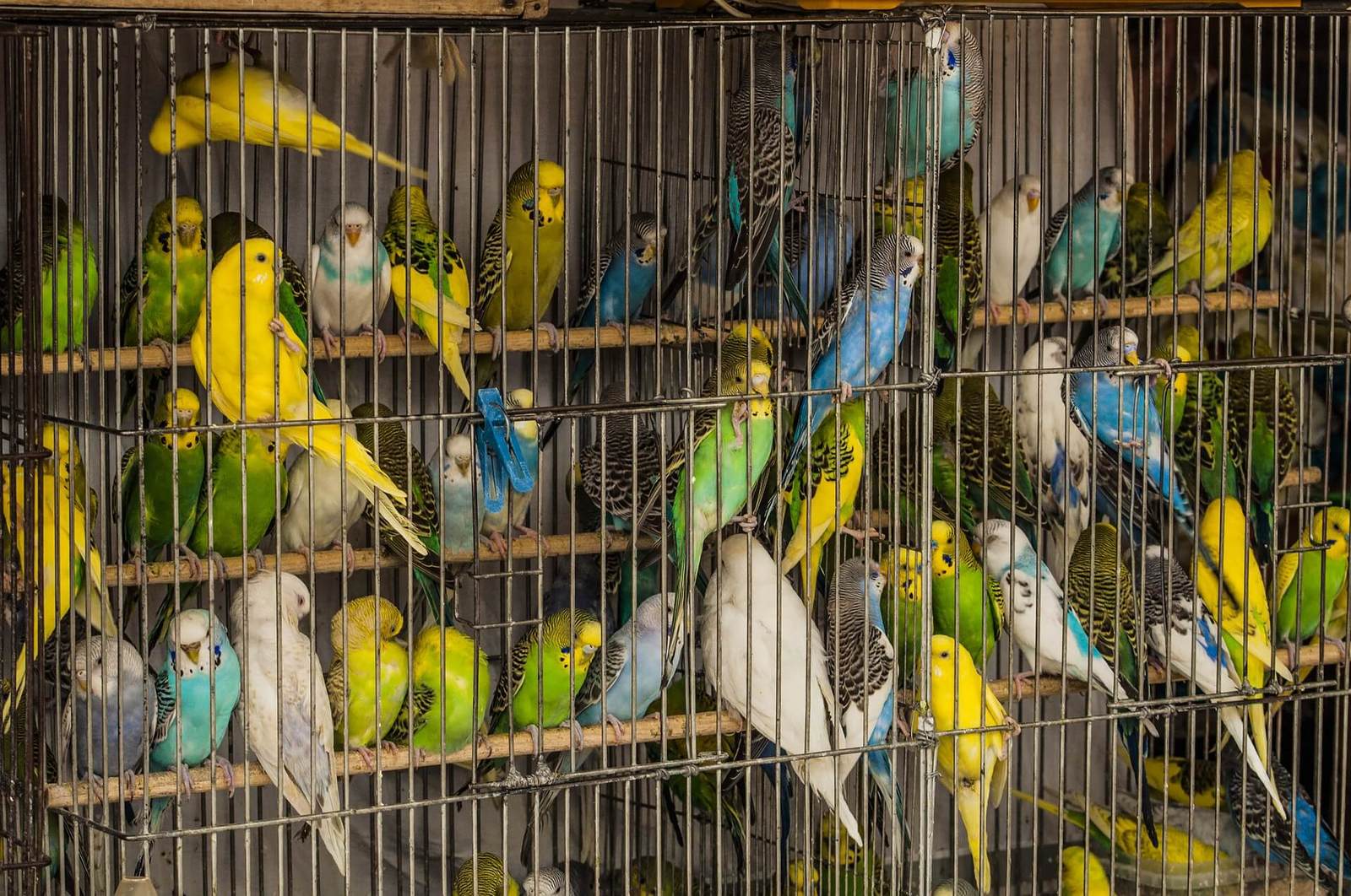 Bird Market. Story - My, Story, Story, Story, A parrot, Bird Market, The rescue, friendship, Talking animals, Longpost