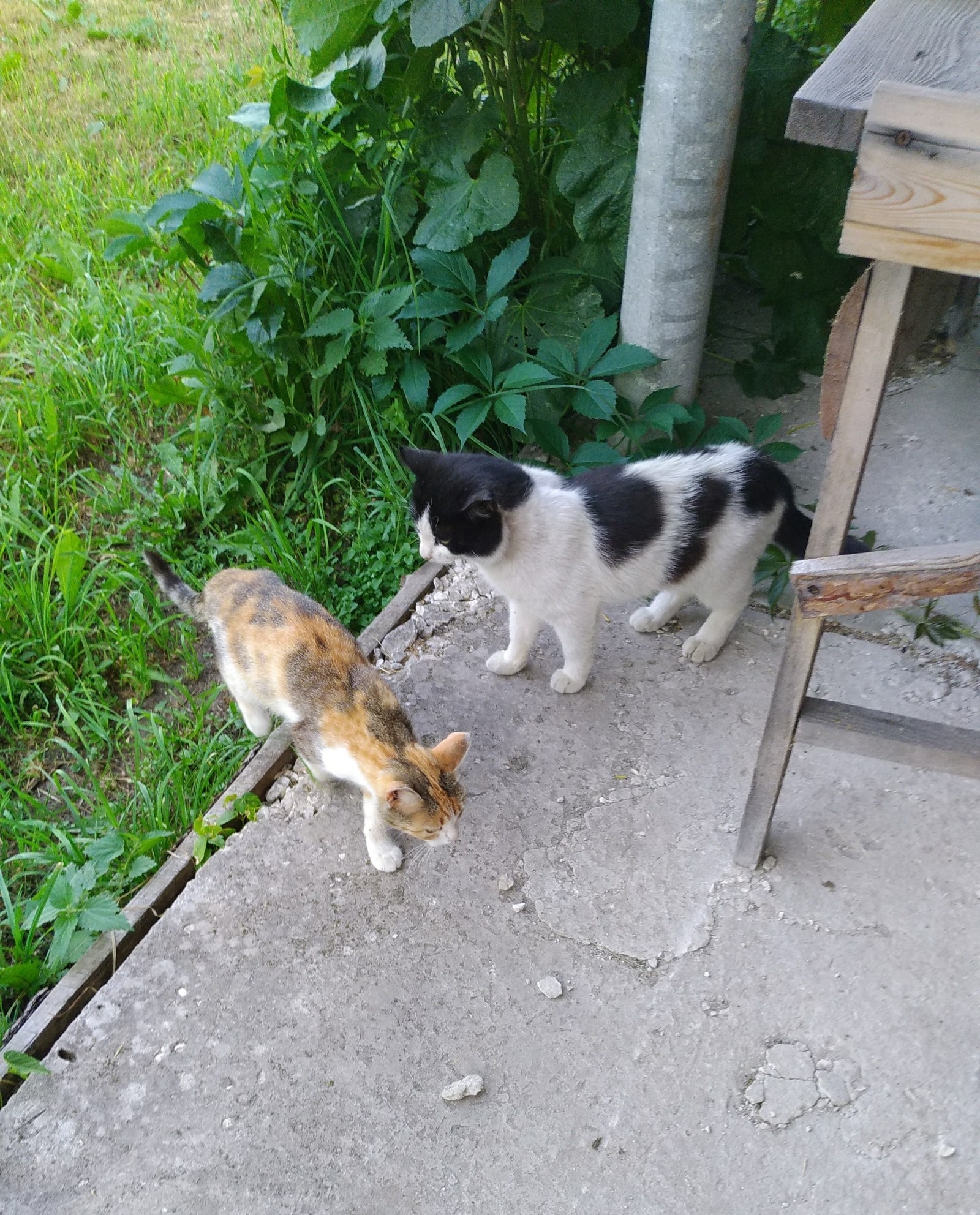 Heterochromia as it is. - My, Tricolor cat, Eyes, Heterochromia, Longpost, cat