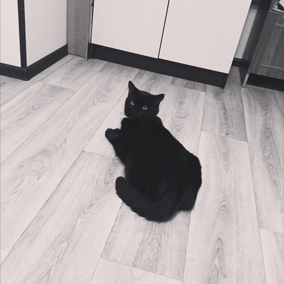 Togliatti, Samara! Help! The cat is looking for a new home. - My, Catomafia, Longpost, cat, Help, In good hands, Tolyatti, Samara, No rating, Urgently, Helping animals