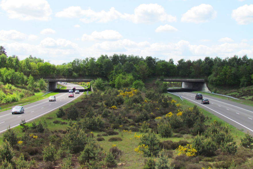 15 bridges that protect wildlife from people and their cars - Bridge, Ecoduct, wildlife, Safety, The photo, Road, Longpost