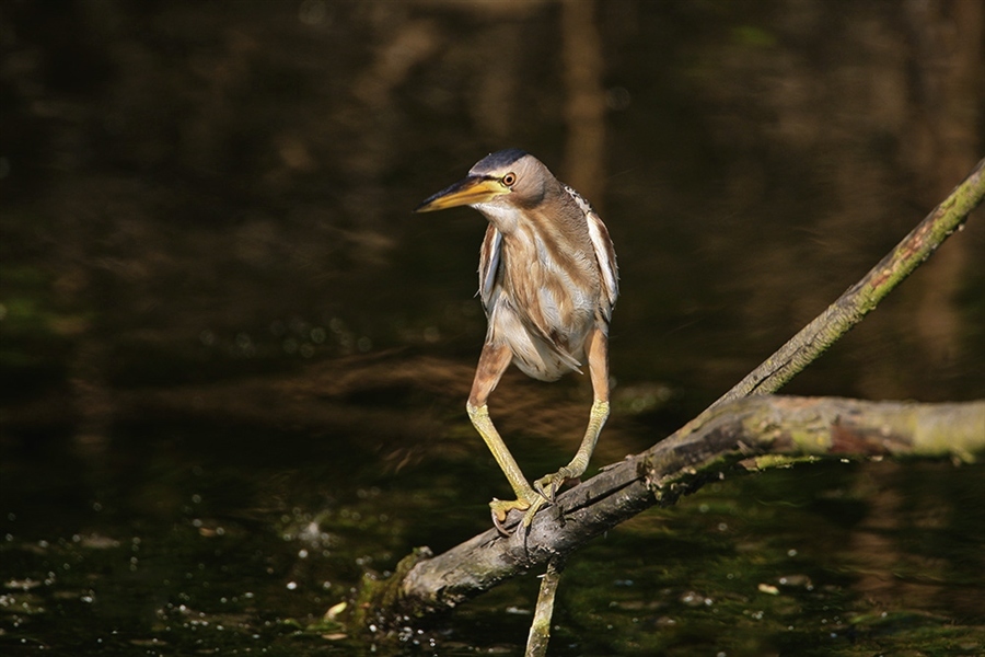 Bittern. - Birds, Bittern, , So blet, Longpost, Yandex Zen