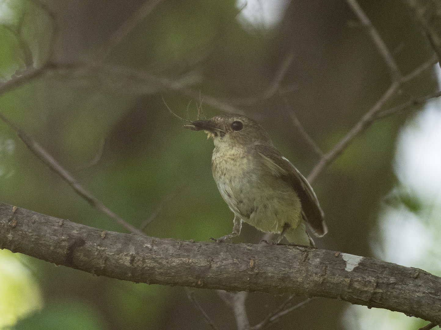 yellowback flycatcher - My, , Birds, Photo hunting, Longpost