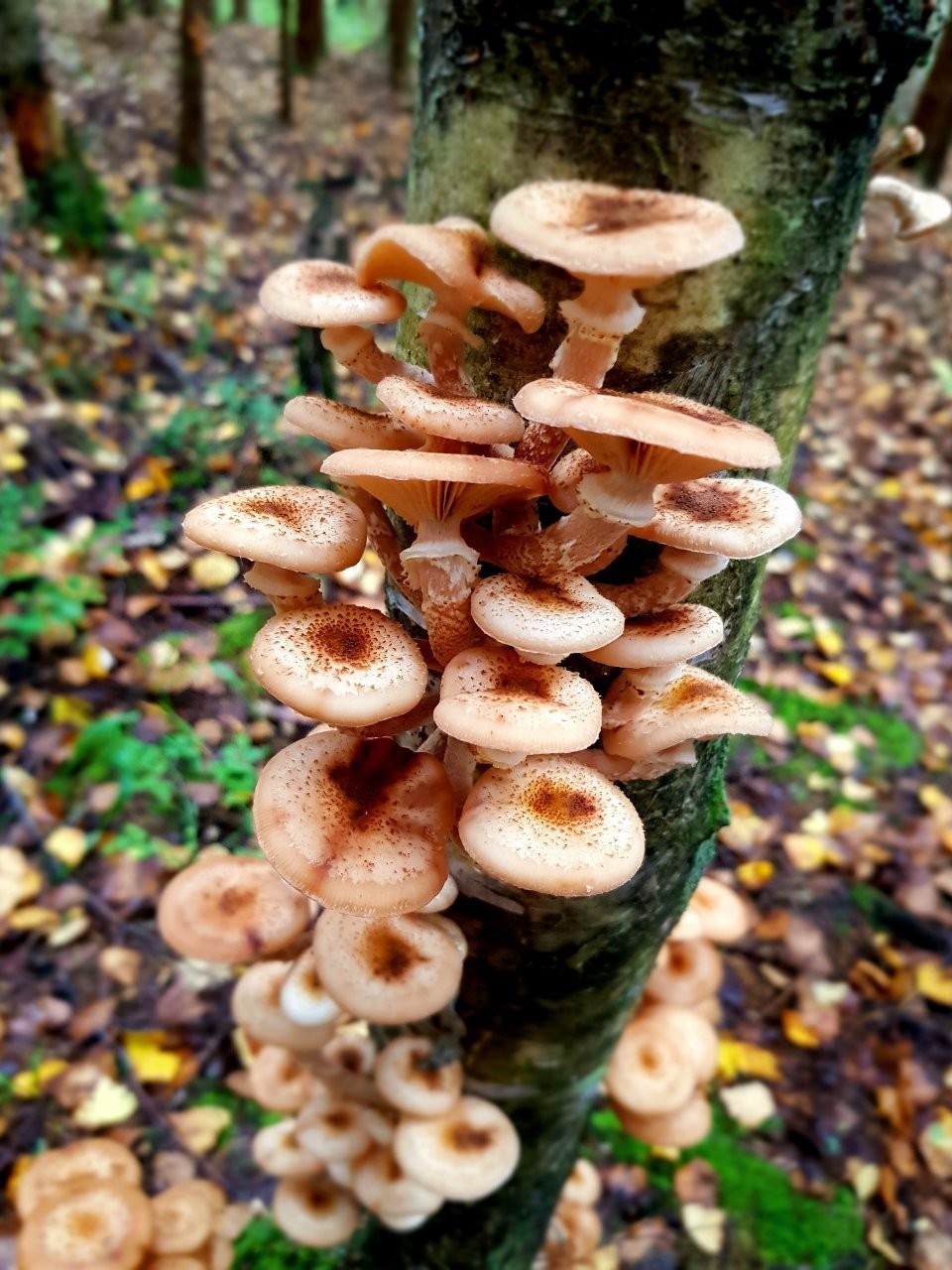 Quiet hunting. Nostalgia. - My, Mushrooms, Silent hunt, Porcini, Longpost