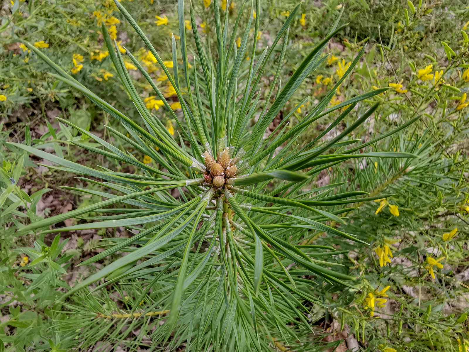 Photo bike ride - My, Dzerzhinsk, Longpost, Mobile photography, Huawei mate 20, Macro, A bike, Nature, Plants, Macro photography