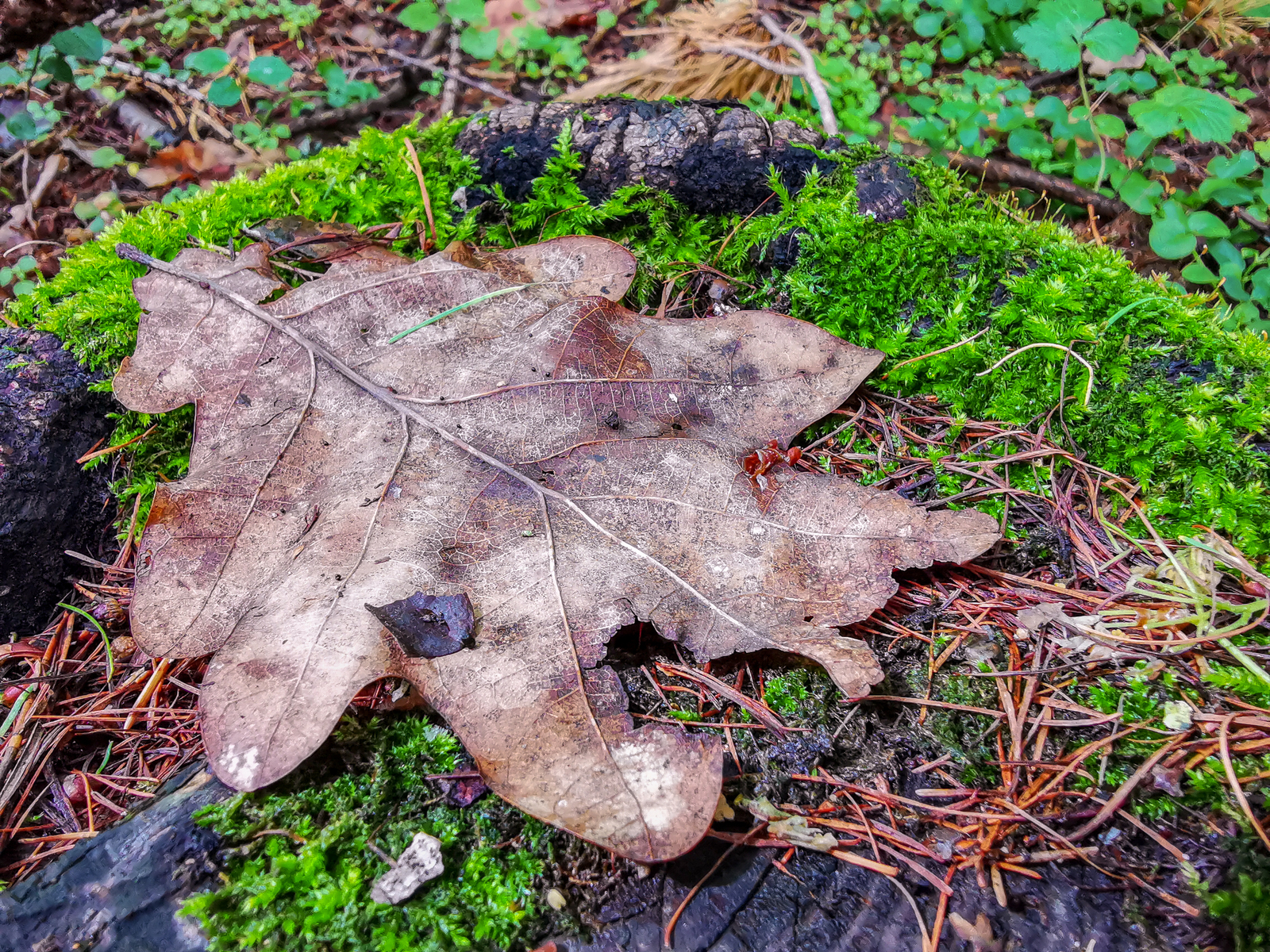 Photo bike ride - My, Dzerzhinsk, Longpost, Mobile photography, Huawei mate 20, Macro, A bike, Nature, Plants, Macro photography