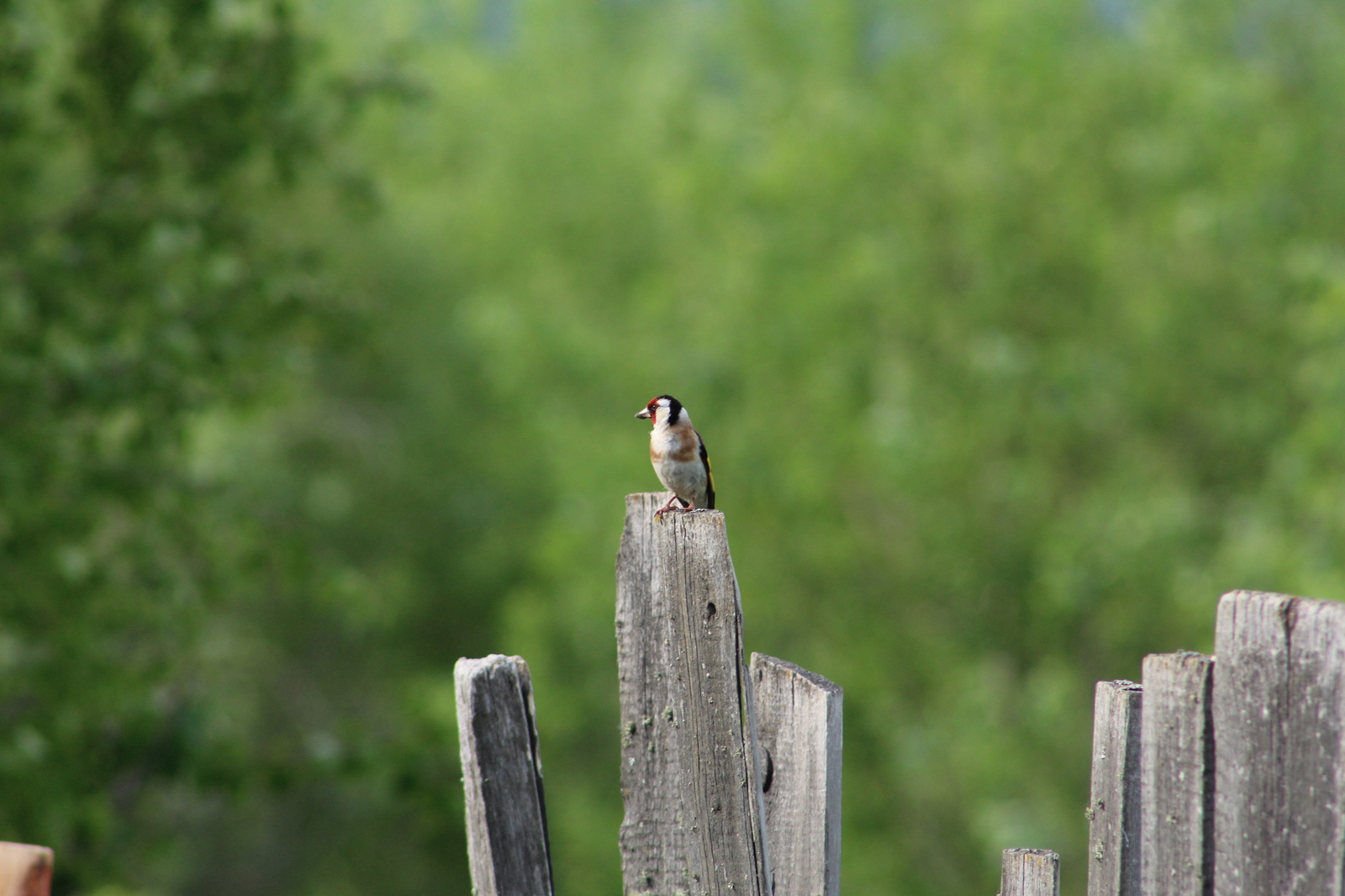 garden birds - My, Birds, The photo, Longpost